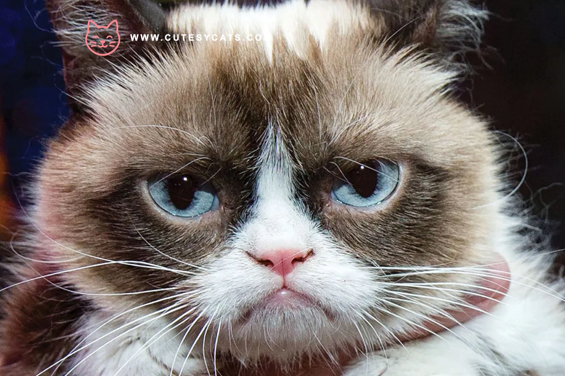 Is Ratchet the Grumpiest Holiday Cat Ever?