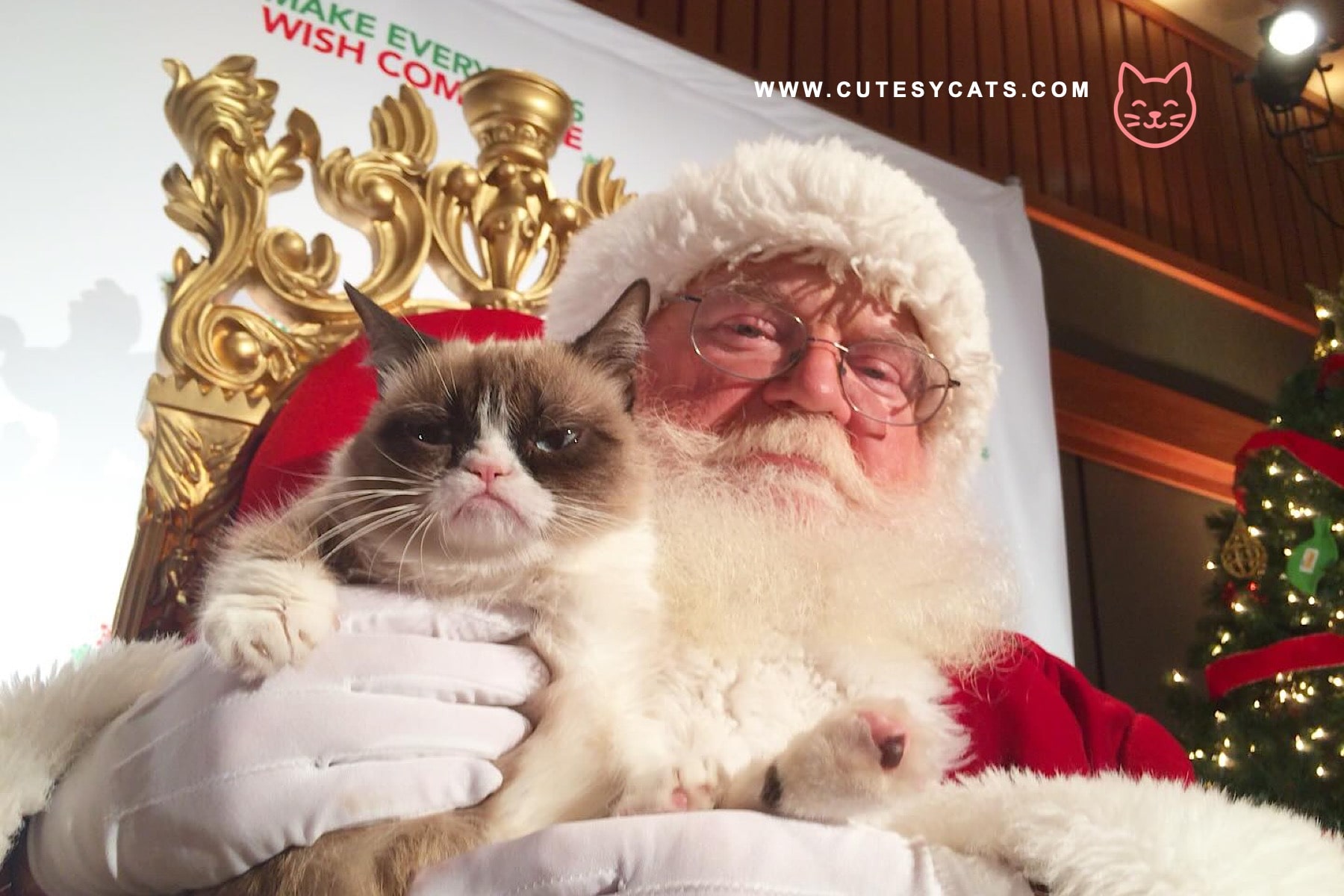Is Ratchet the Grumpiest Holiday Cat Ever?