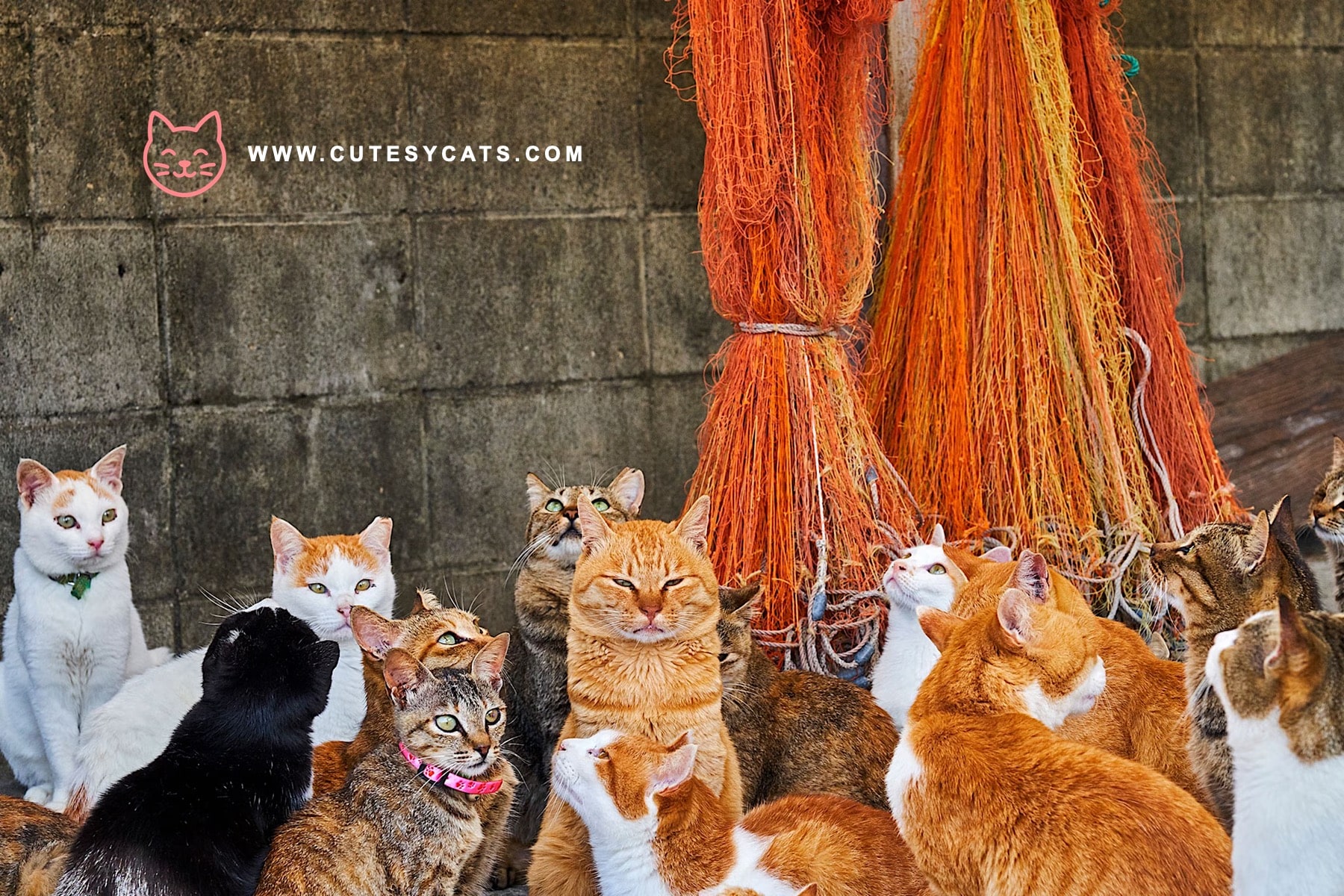 Should Feeding Stray Cats Be Made Illegal Here?