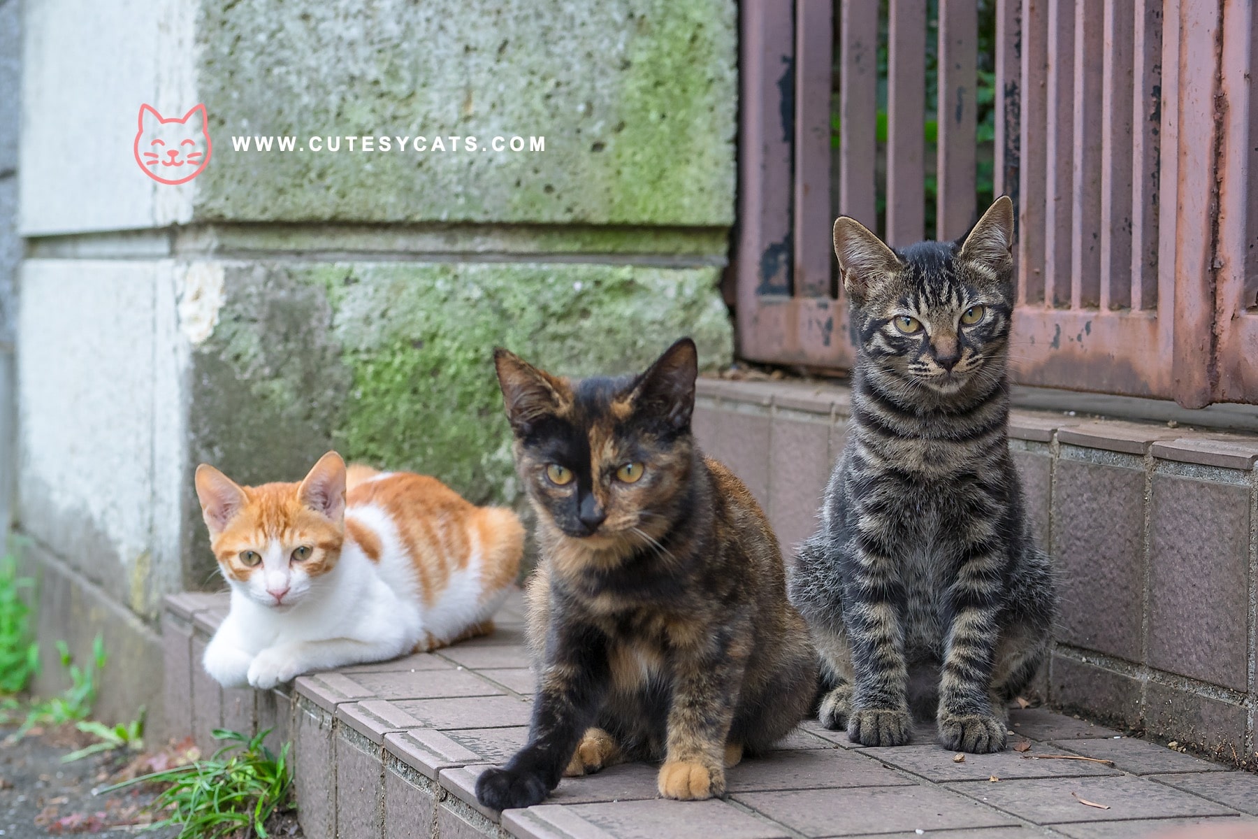Should Feeding Stray Cats Be Made Illegal Here?