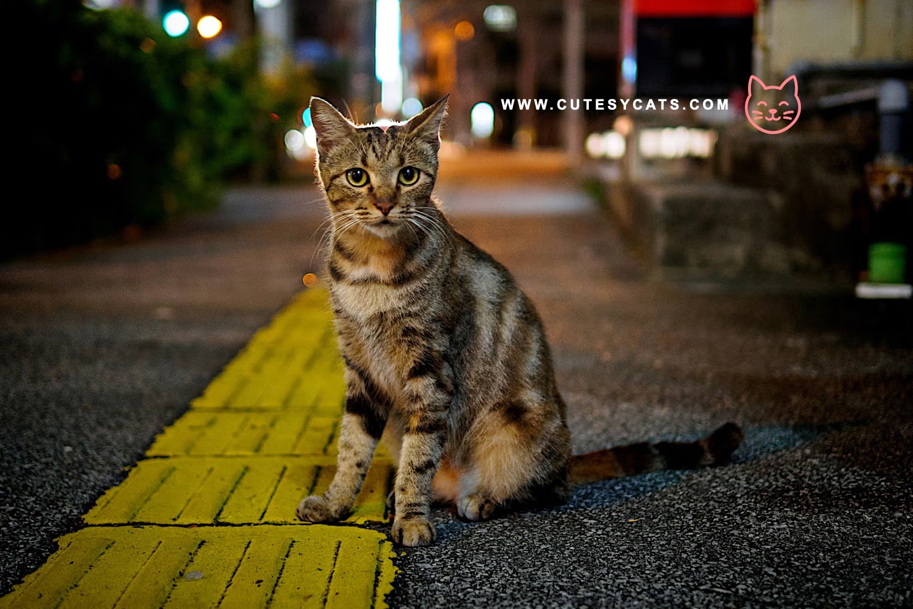 Should Feeding Stray Cats Be Made Illegal Here?