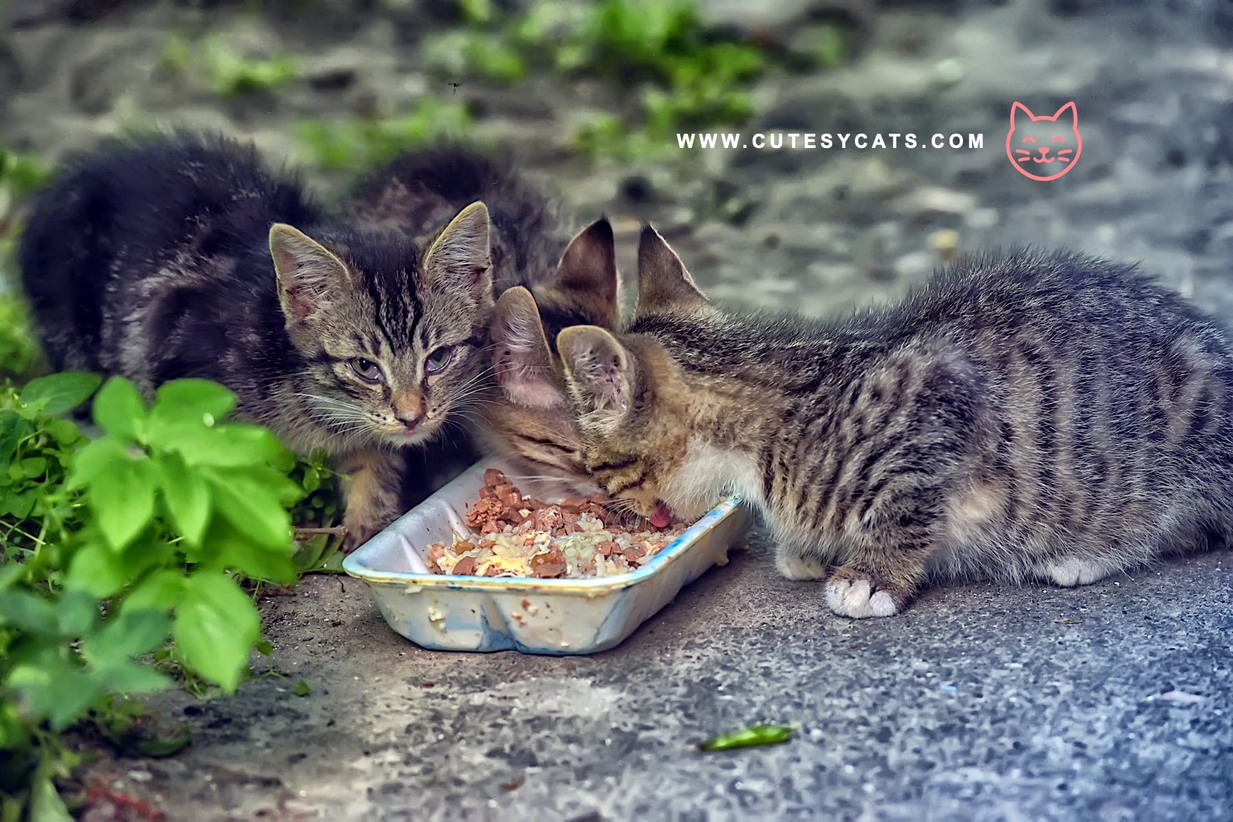 Should Feeding Stray Cats Be Made Illegal Here?