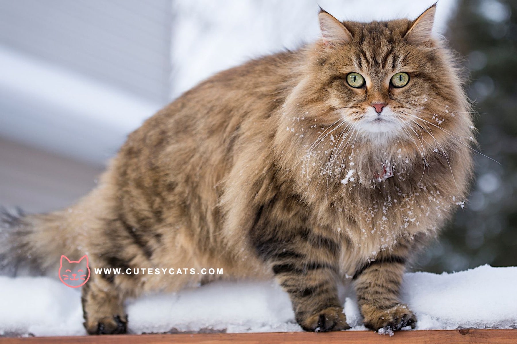 Siberian Cat: The Winter Born Beauty You'll Adore