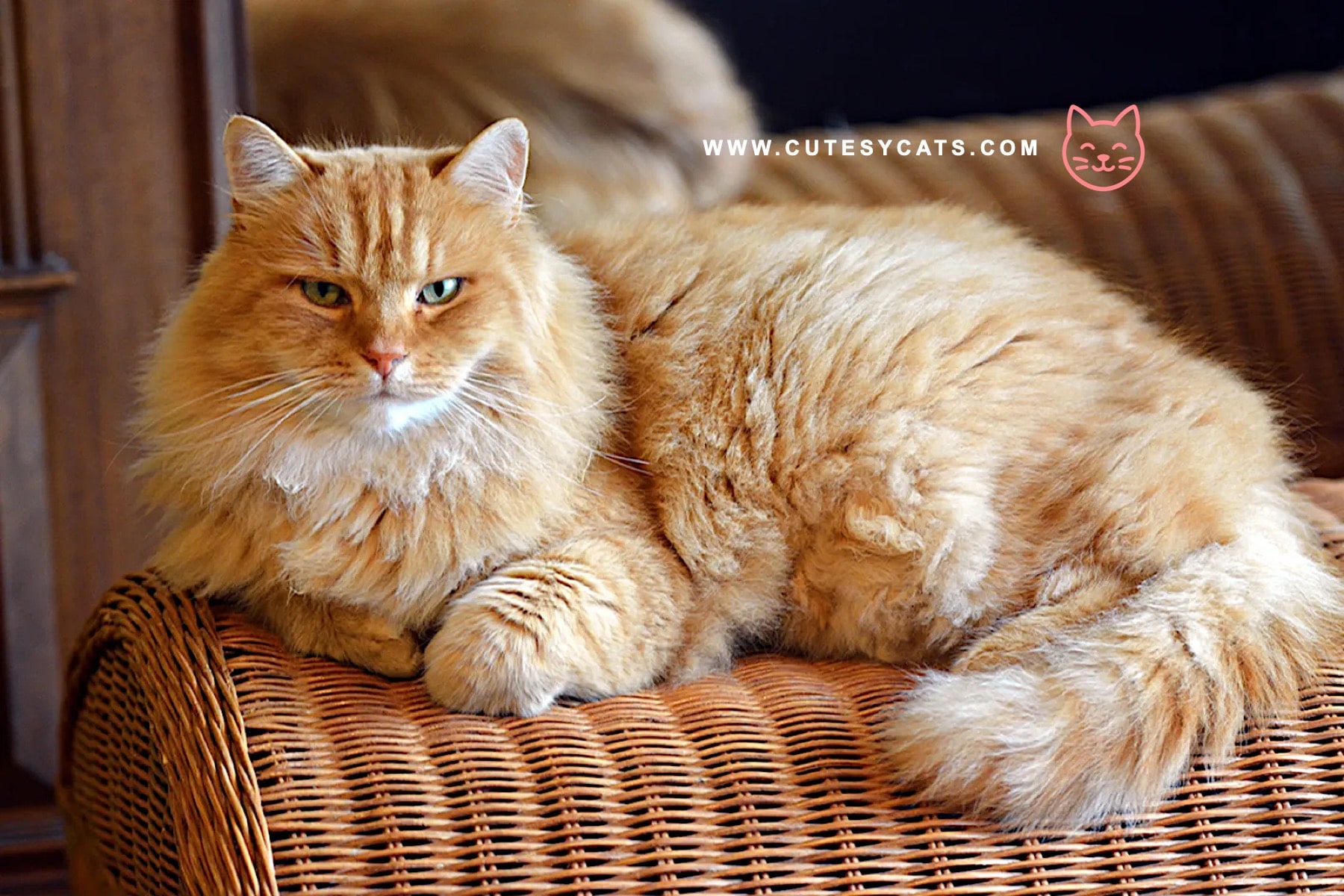 Siberian Cat: The Winter Born Beauty You'll Adore