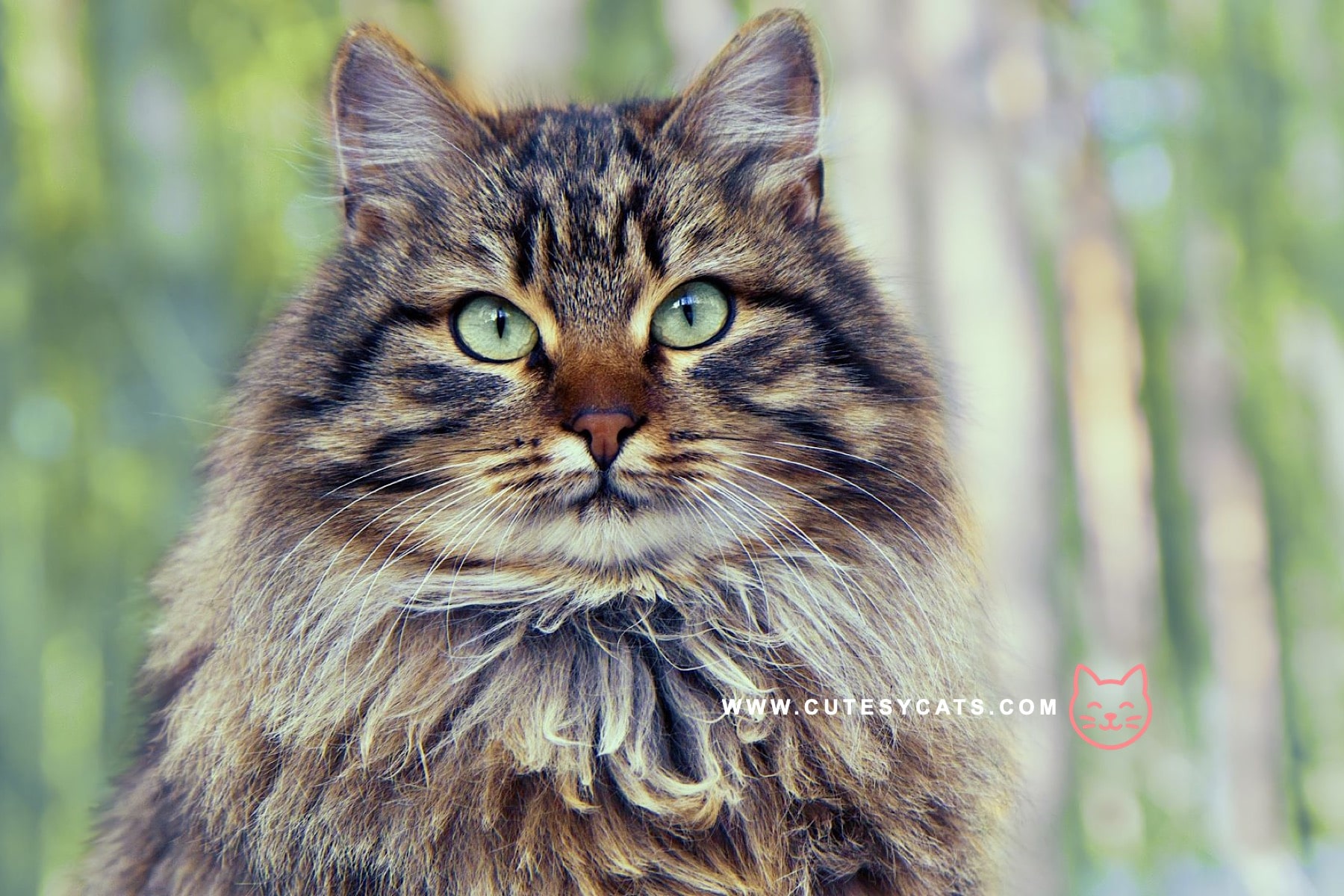 Siberian Cat: The Winter Born Beauty You'll Adore