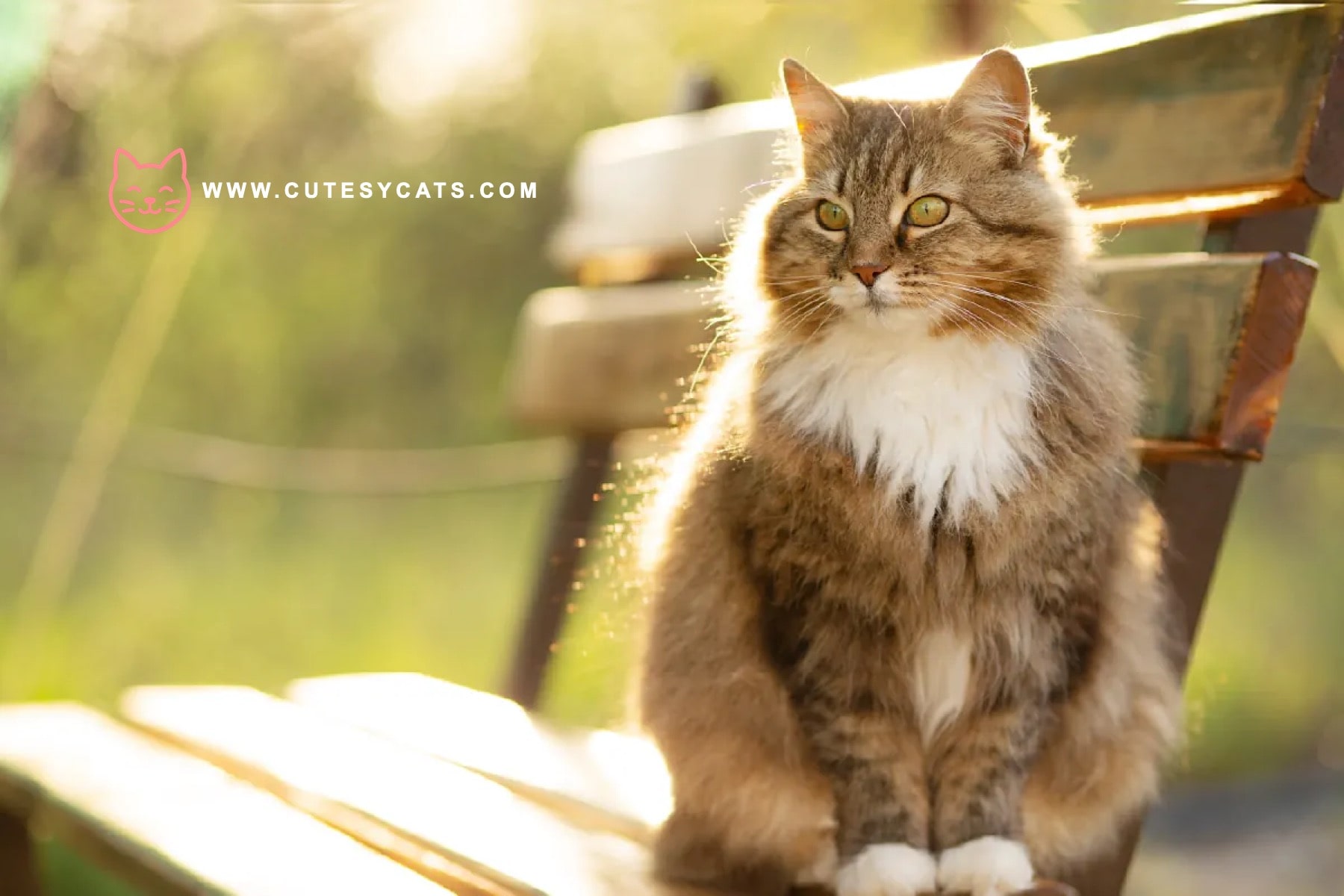 Siberian Cat: The Winter Born Beauty You'll Adore