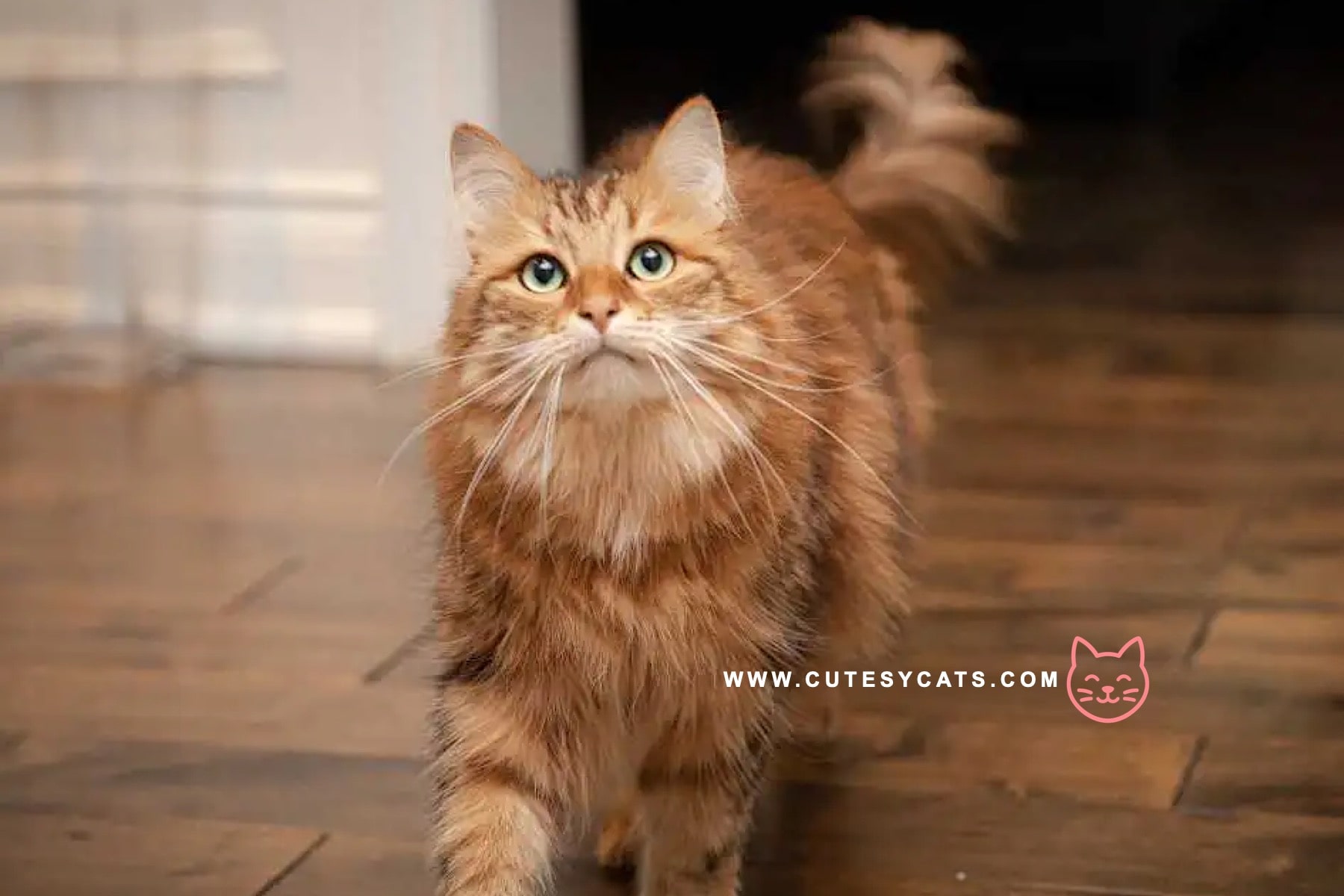 Siberian Cat: The Winter Born Beauty You'll Adore