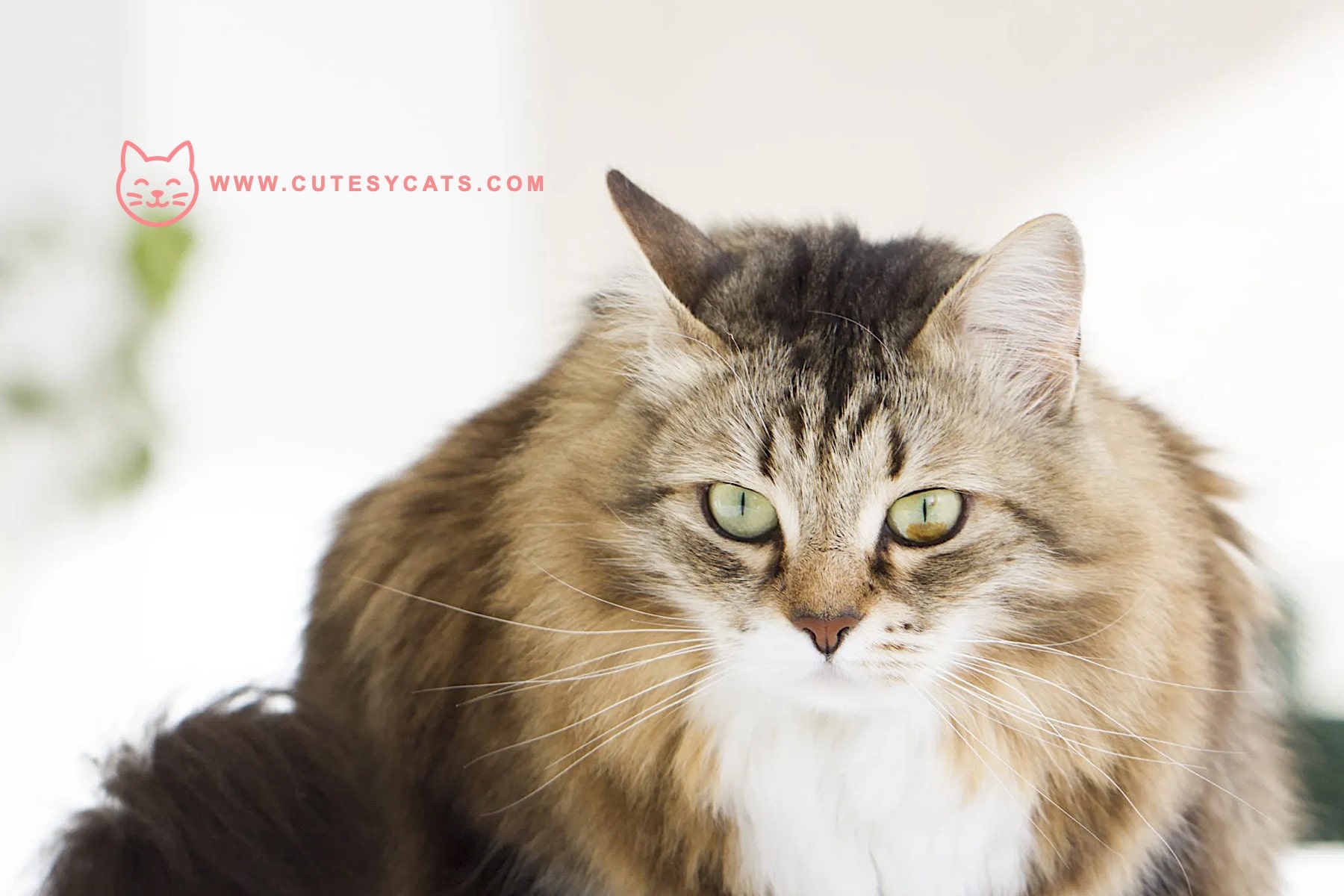 Siberian Cat: The Winter Born Beauty You'll Adore