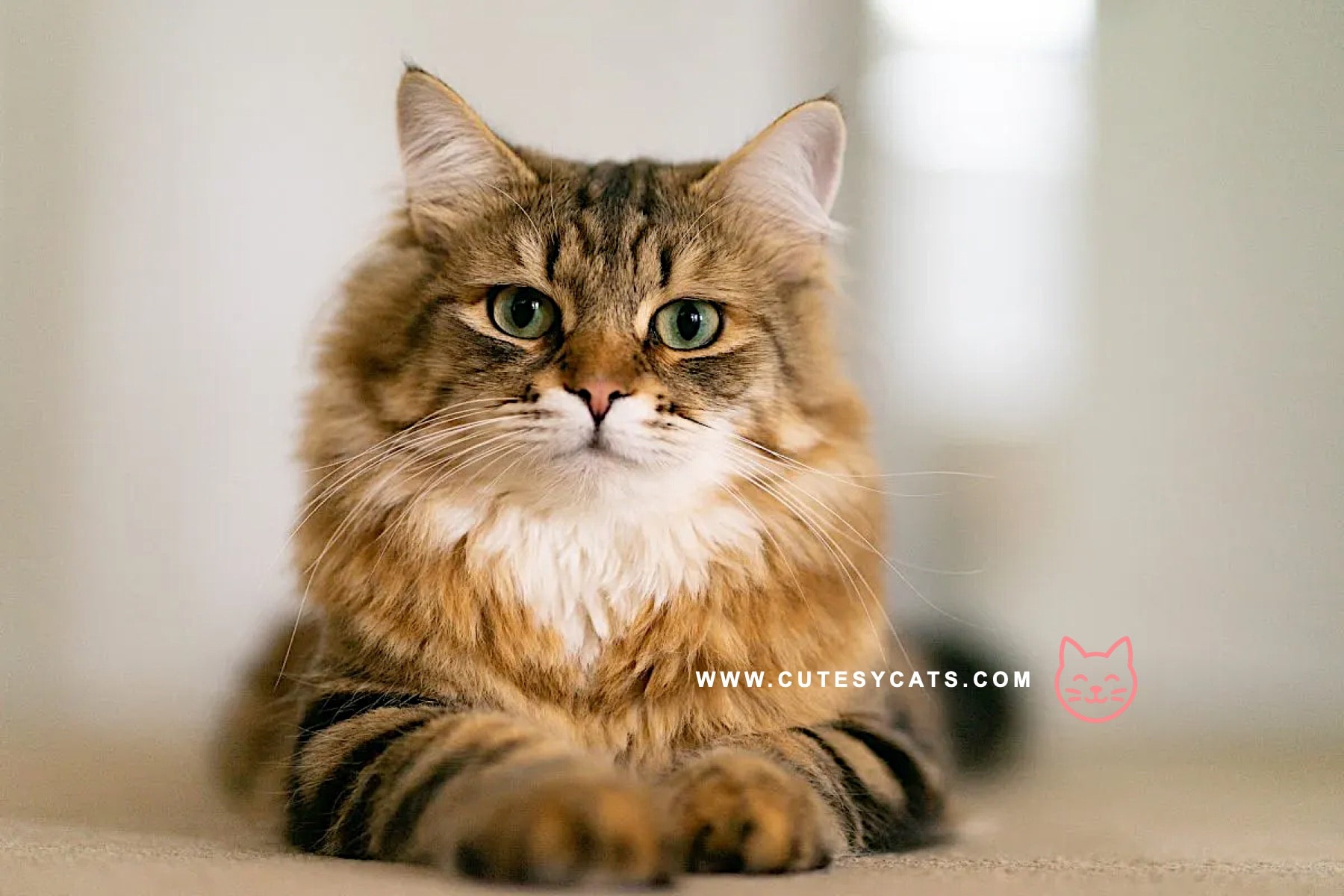 Siberian Cat: The Winter Born Beauty You'll Adore