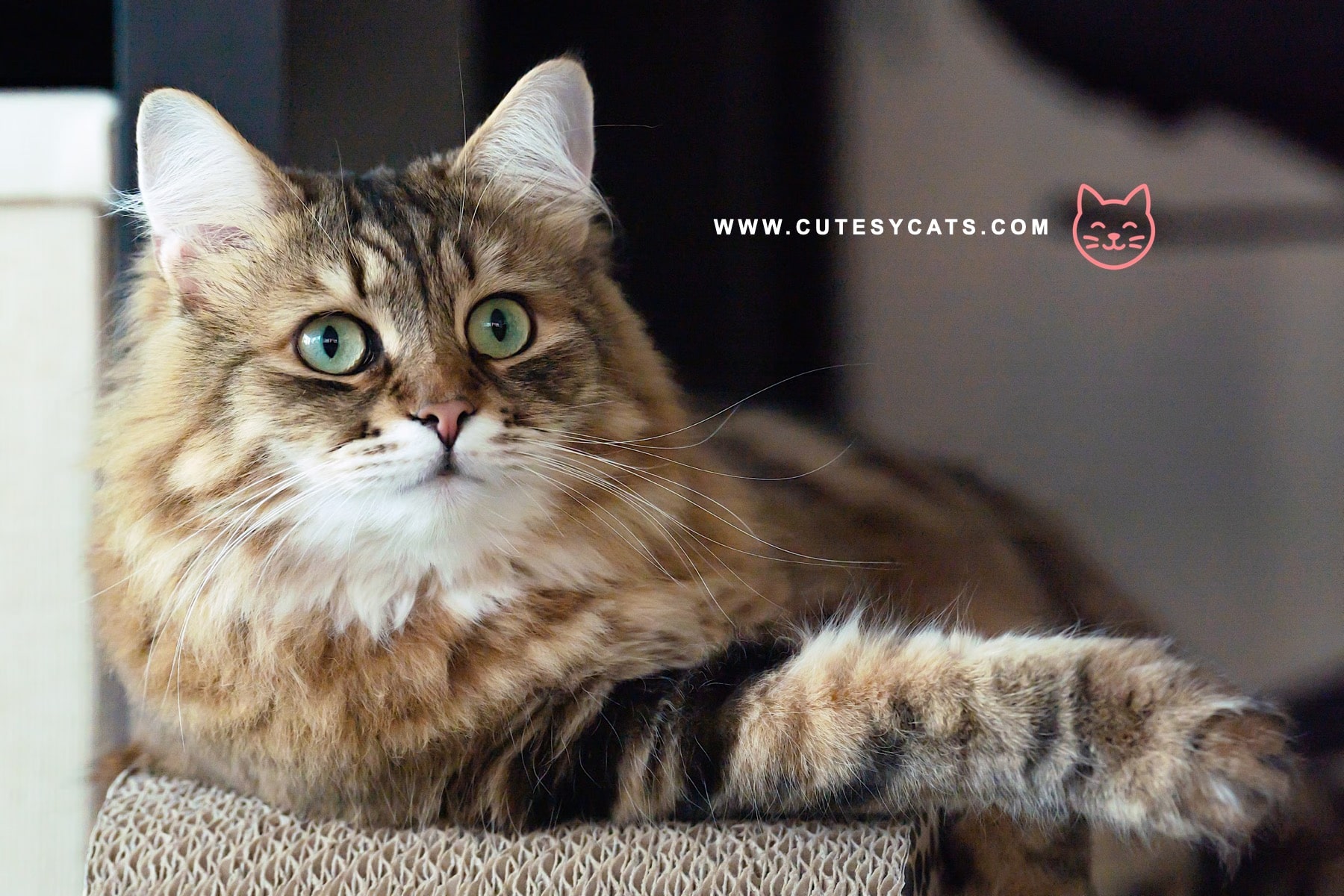 Siberian Cat: The Winter Born Beauty You'll Adore