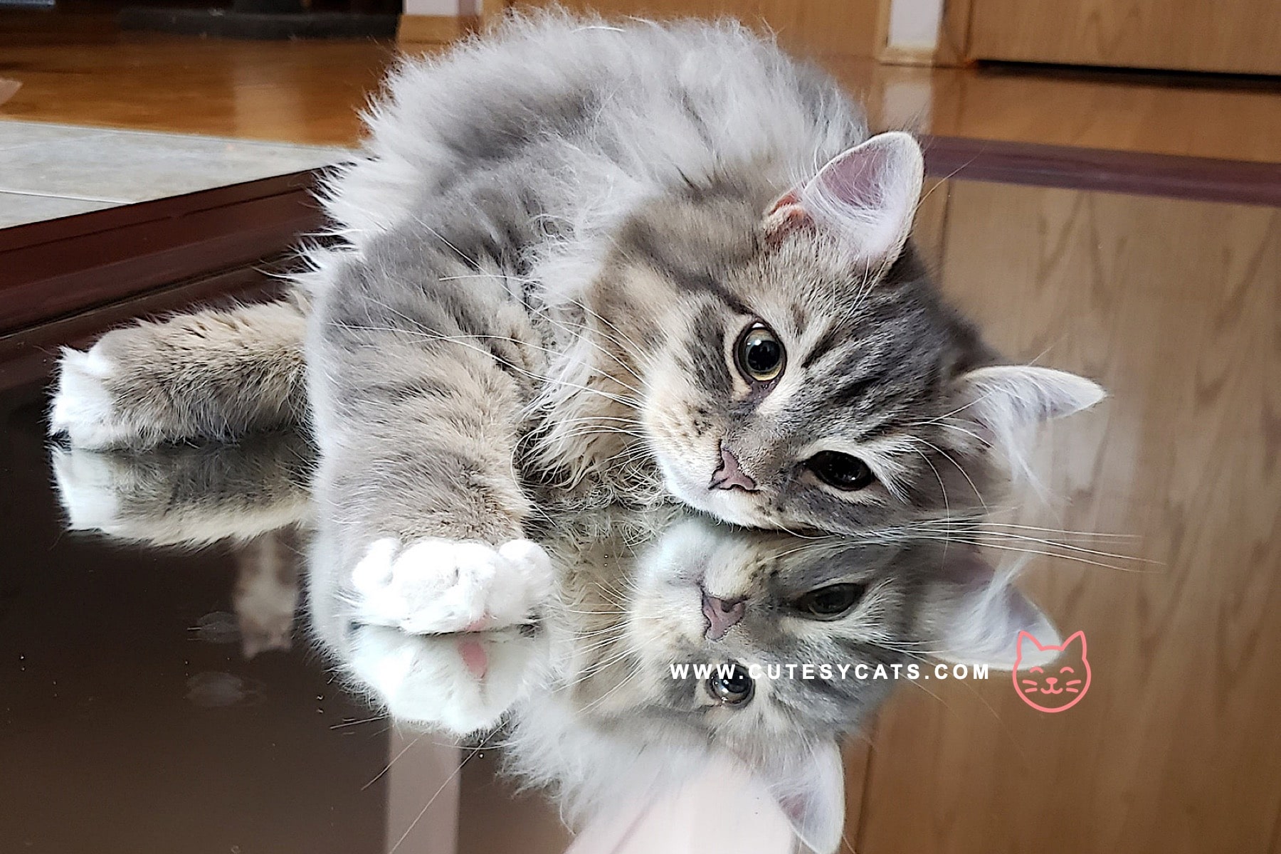 Siberian Cat: The Winter Born Beauty You'll Adore