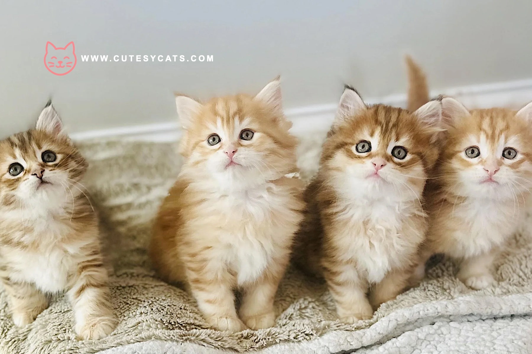 Siberian Cat: The Winter Born Beauty You'll Adore