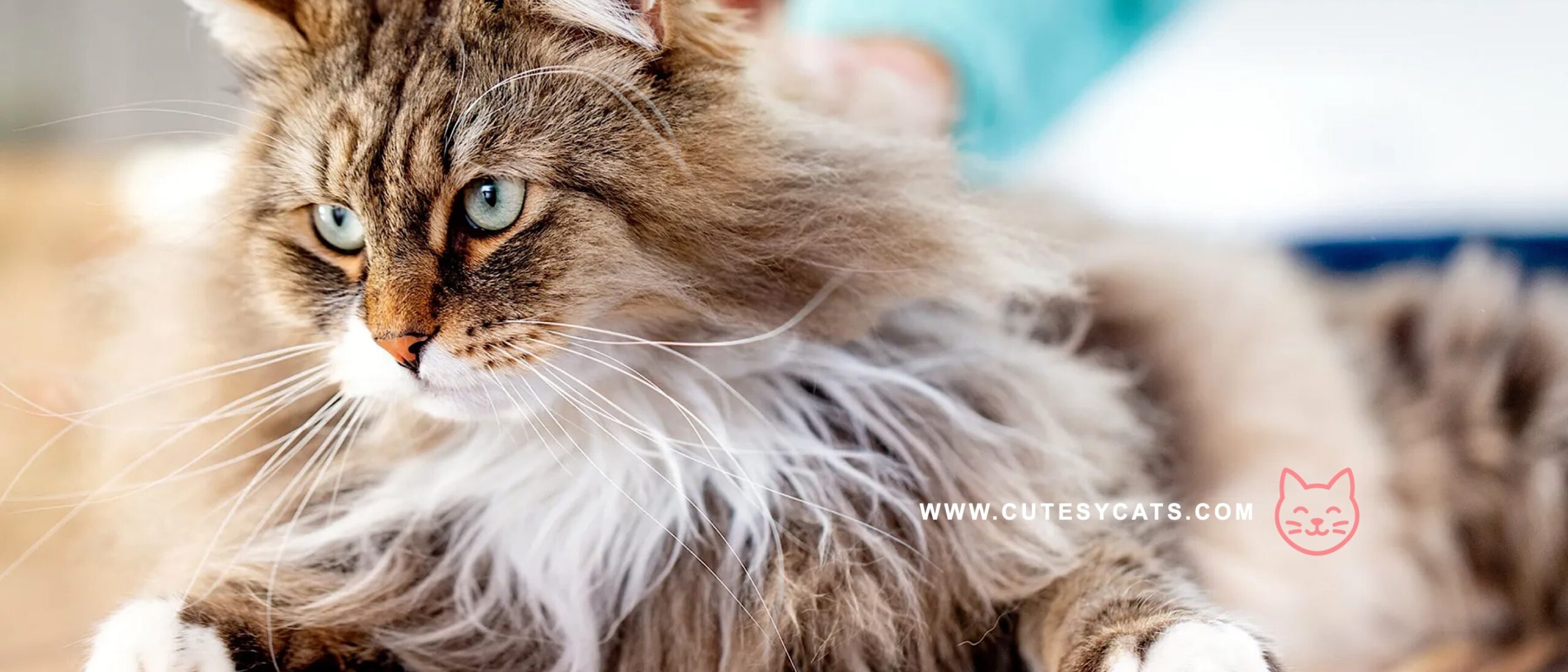 Siberian Cat: The Winter Born Beauty You’ll Adore