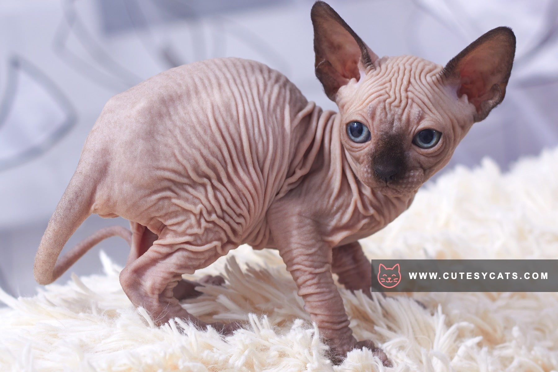 Sphynx Elegance: The Beauty Beneath the Skin