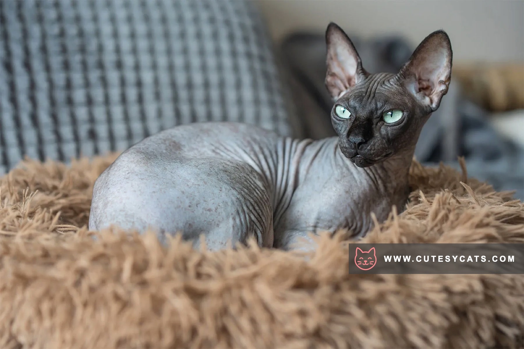 Sphynx Elegance: The Beauty Beneath the Skin