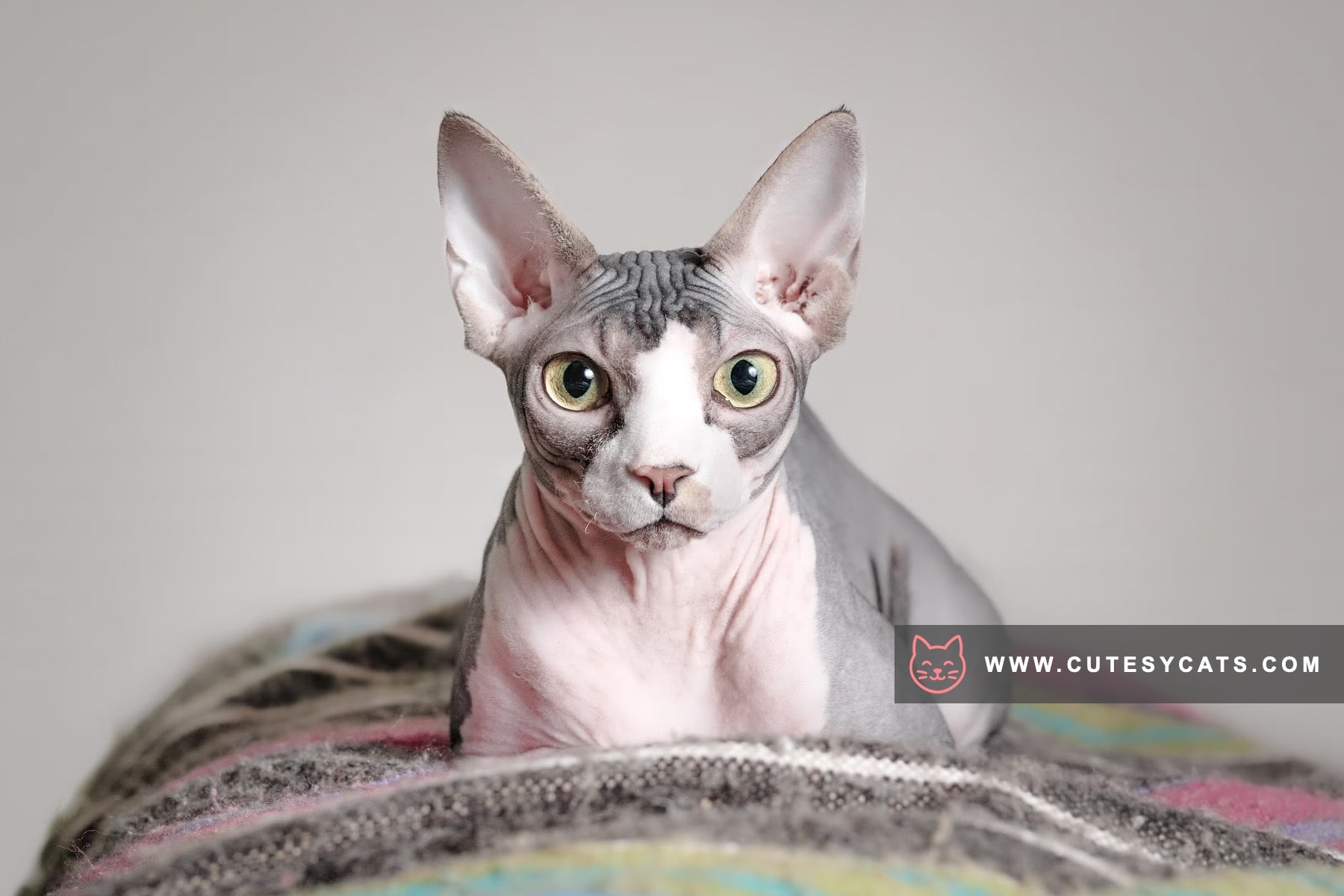 Sphynx Elegance: The Beauty Beneath the Skin