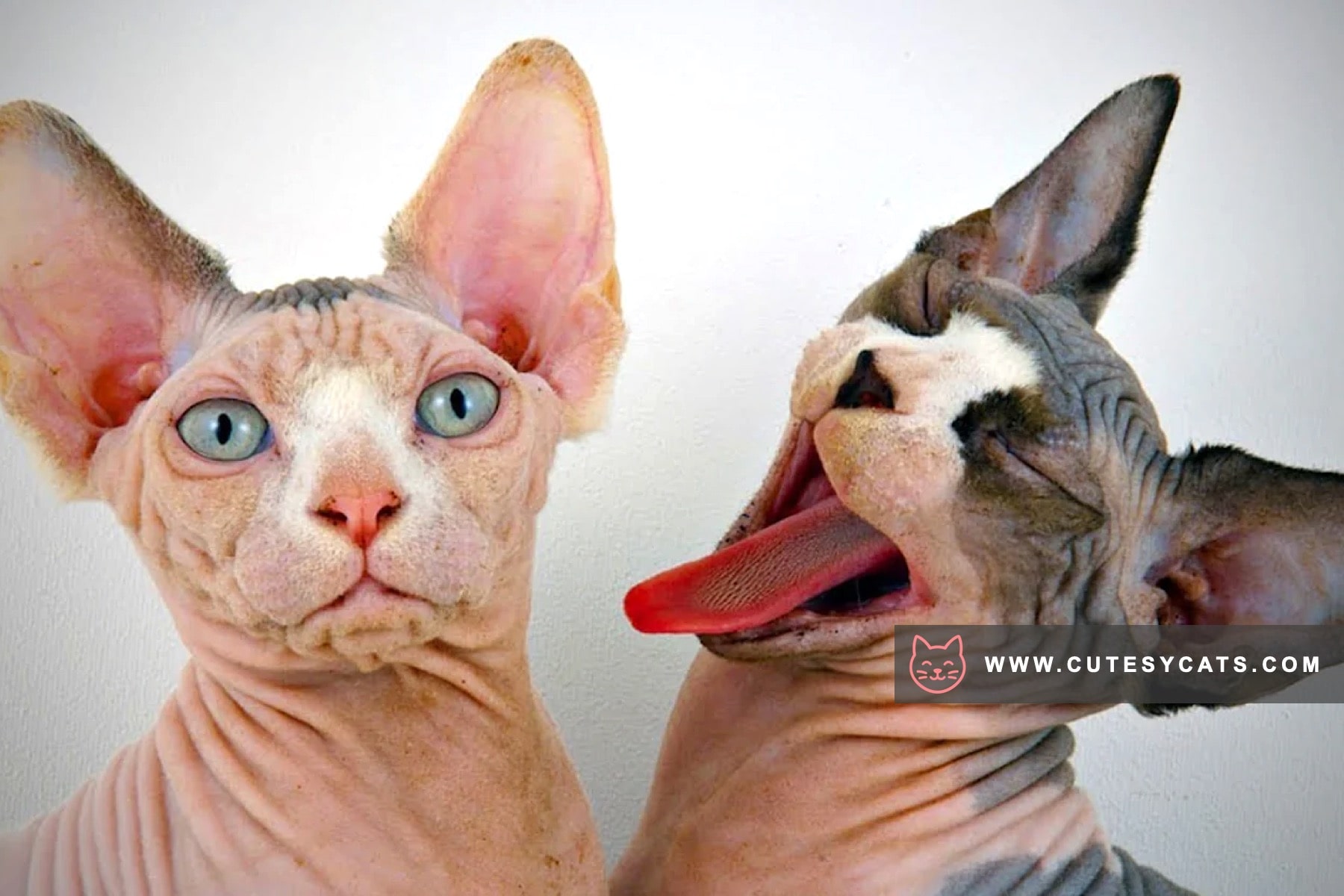 Sphynx Elegance: The Beauty Beneath the Skin