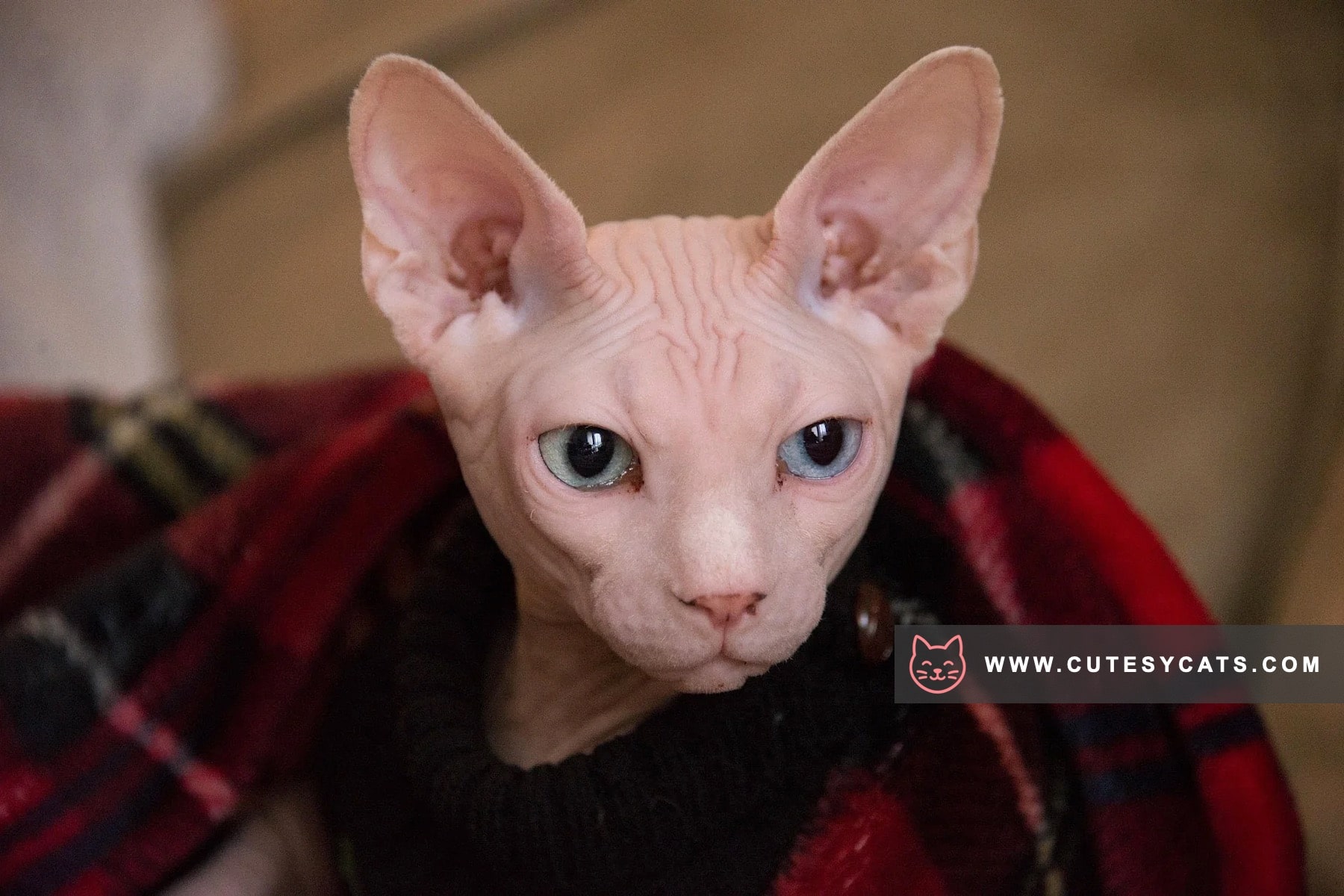 Sphynx Elegance: The Beauty Beneath the Skin