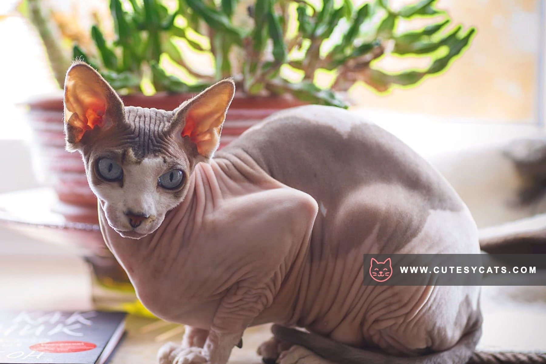 Sphynx Elegance: The Beauty Beneath the Skin