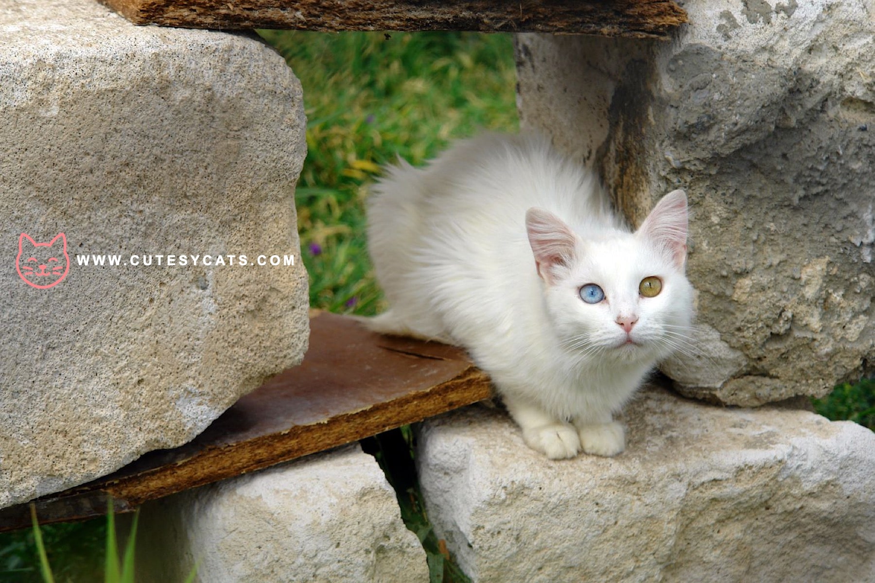Turkish Van Cat: The Curious Cat That Loves Water