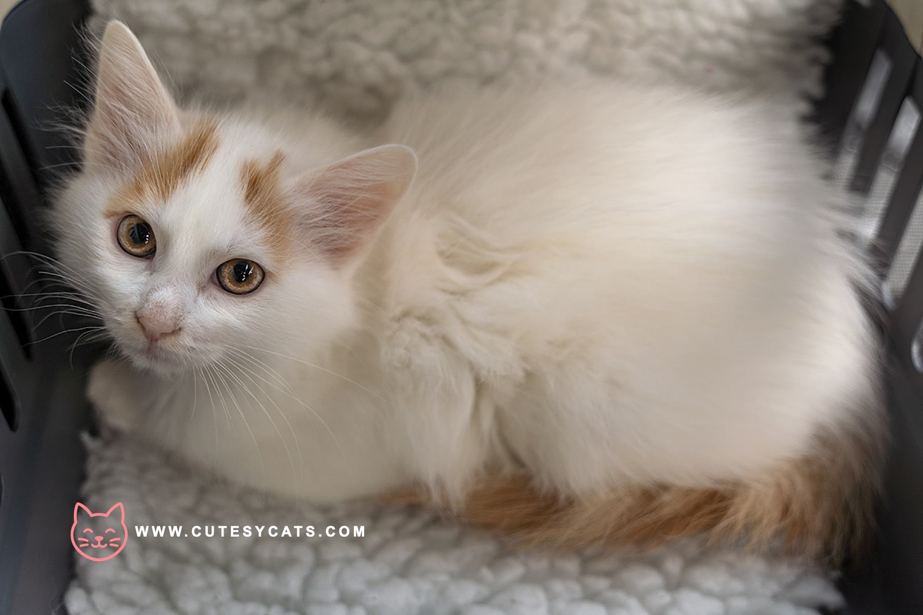 Turkish Van Cat: The Curious Cat That Loves Water