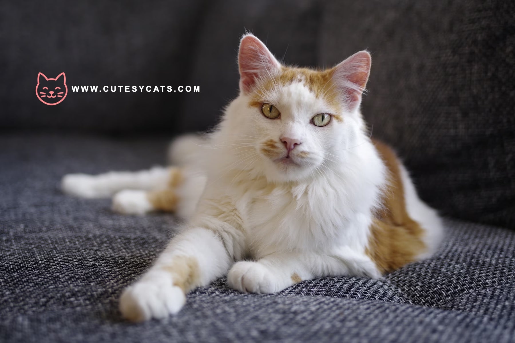 Turkish Van Cat: The Curious Cat That Loves Water