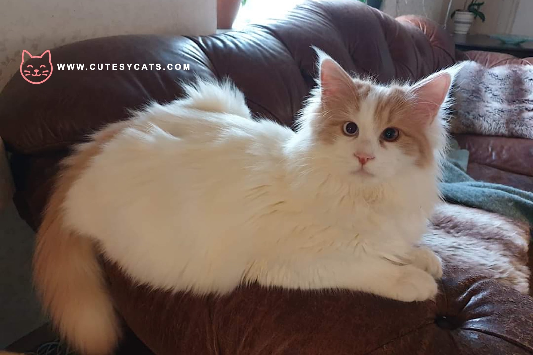 Turkish Van Cat: The Curious Cat That Loves Water