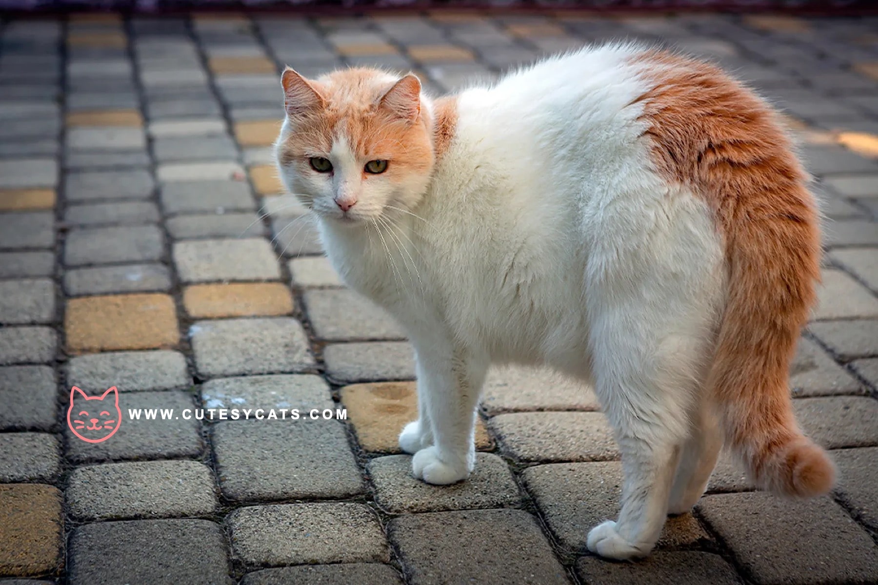 Turkish Van Cat: The Curious Cat That Loves Water