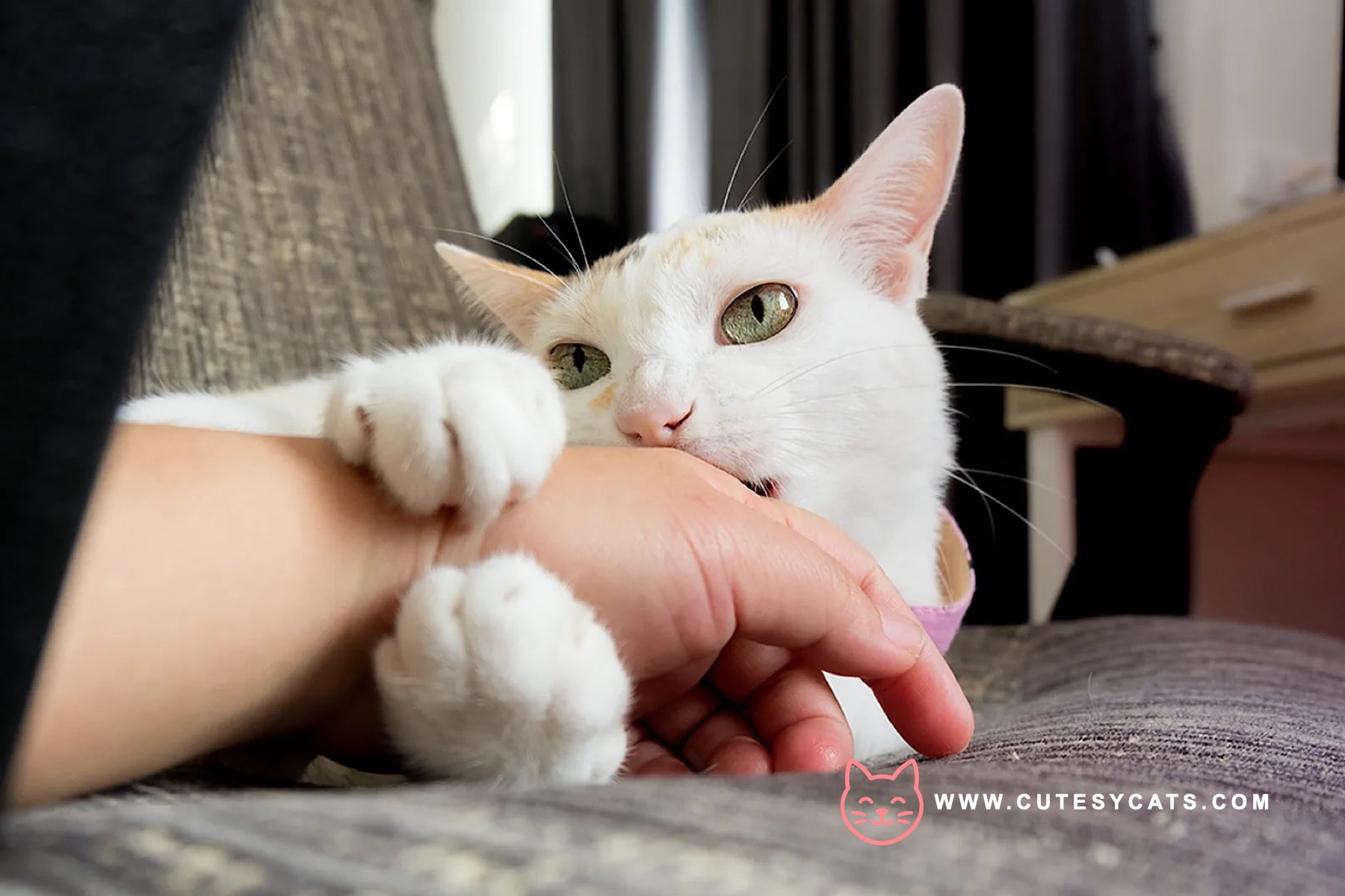 Turkish Van Cat: The Curious Cat That Loves Water