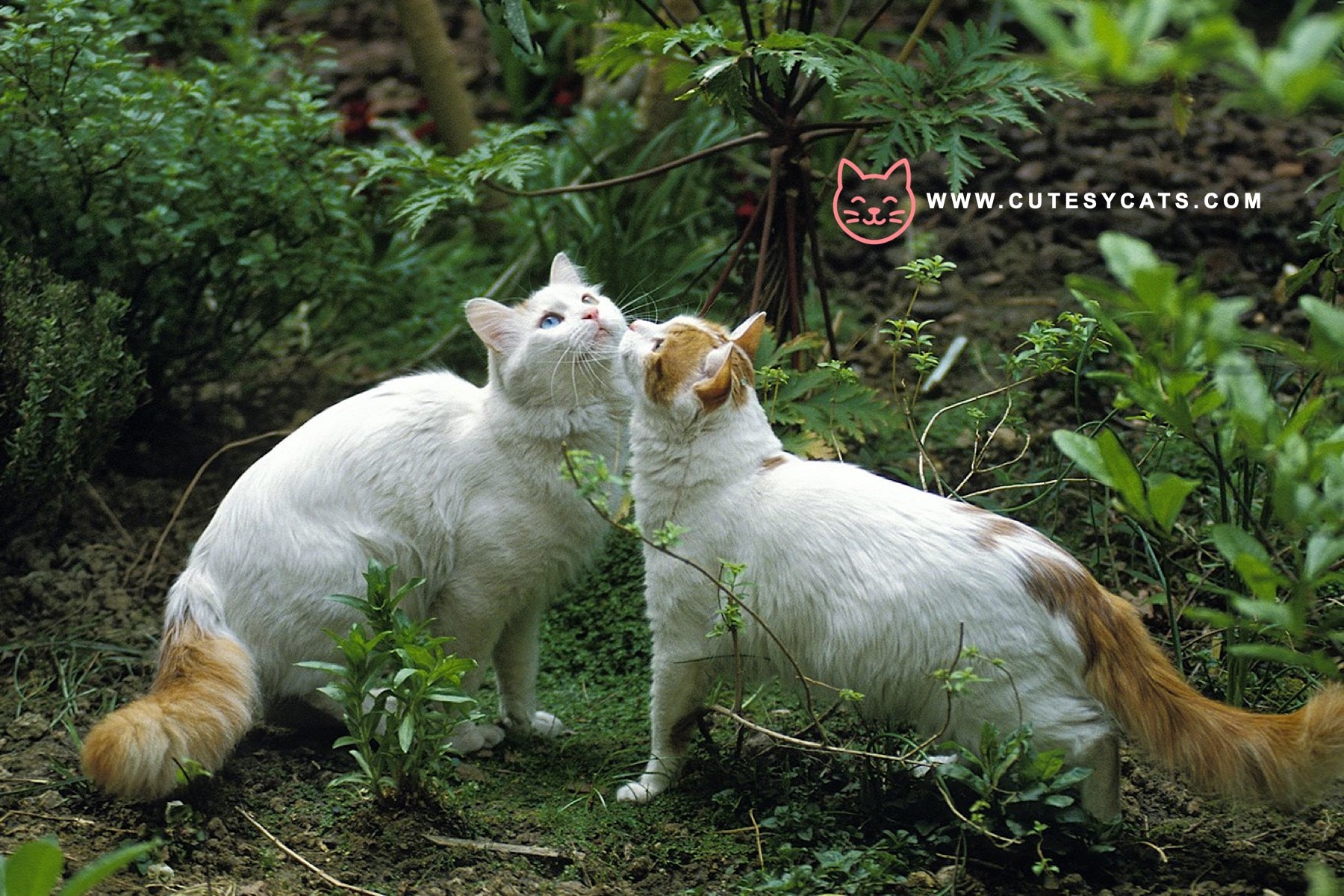 Turkish Van Cat: The Curious Cat That Loves Water