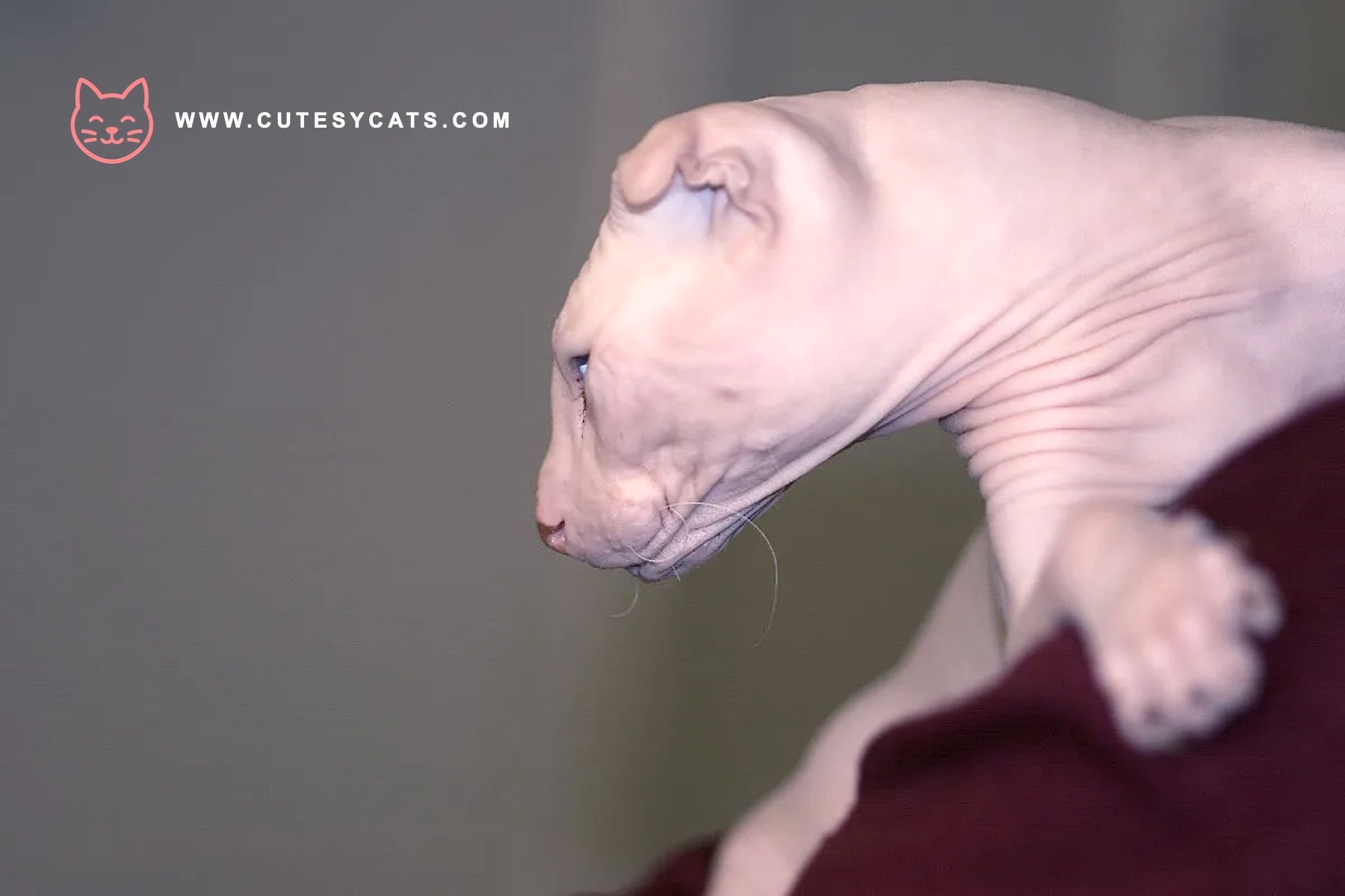 Ukrainian Levkoy Cat: A Curled-Ear Wonder for Cat Lovers