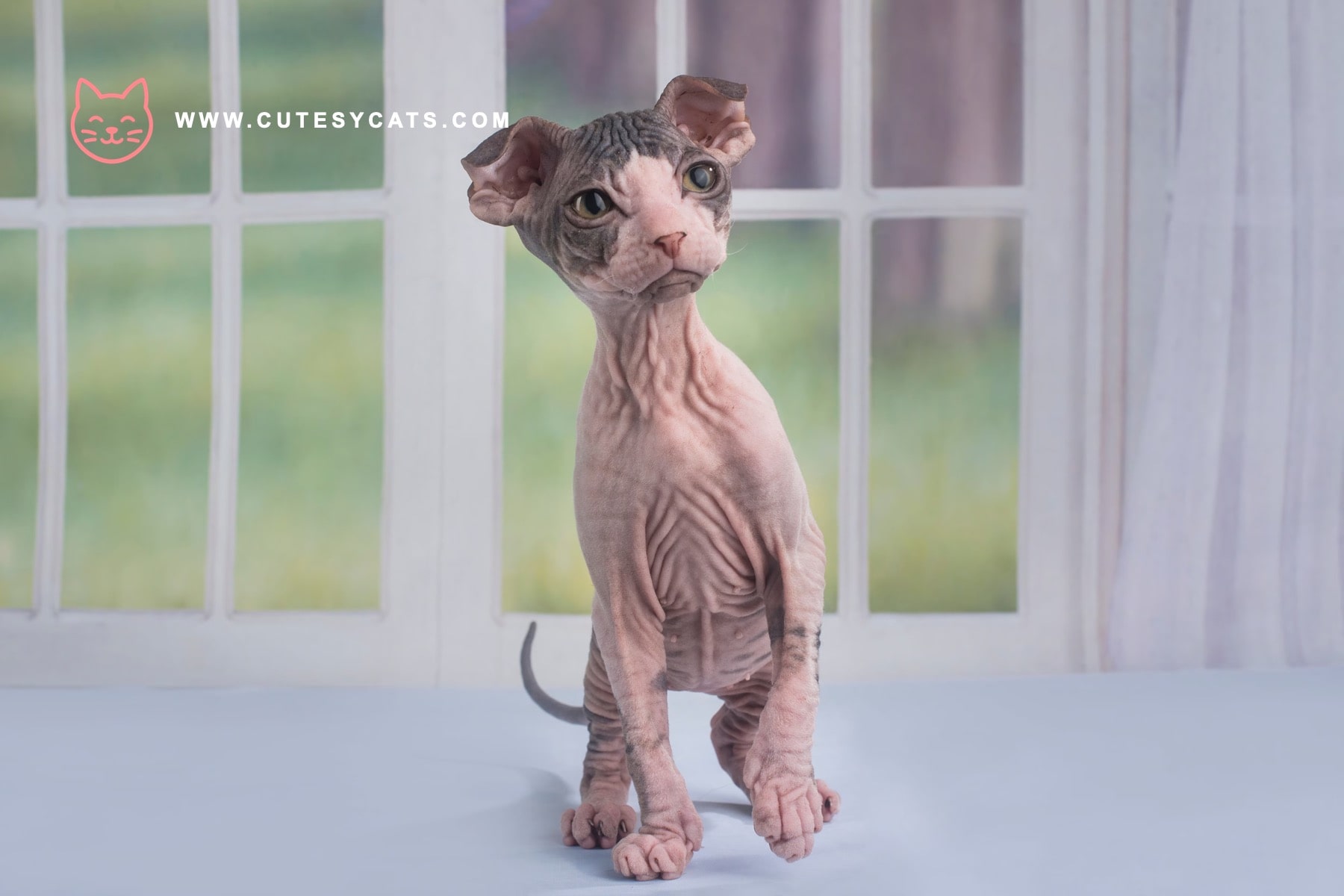 Ukrainian Levkoy Cat: A Curled-Ear Wonder for Cat Lovers