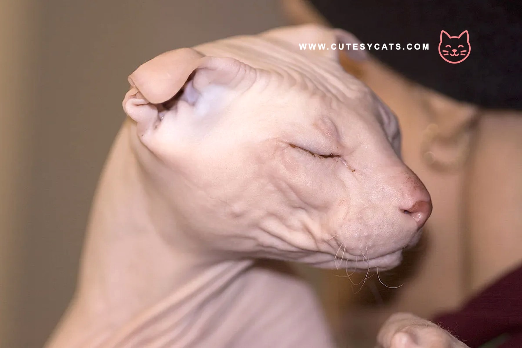 Ukrainian Levkoy Cat: A Curled-Ear Wonder for Cat Lovers