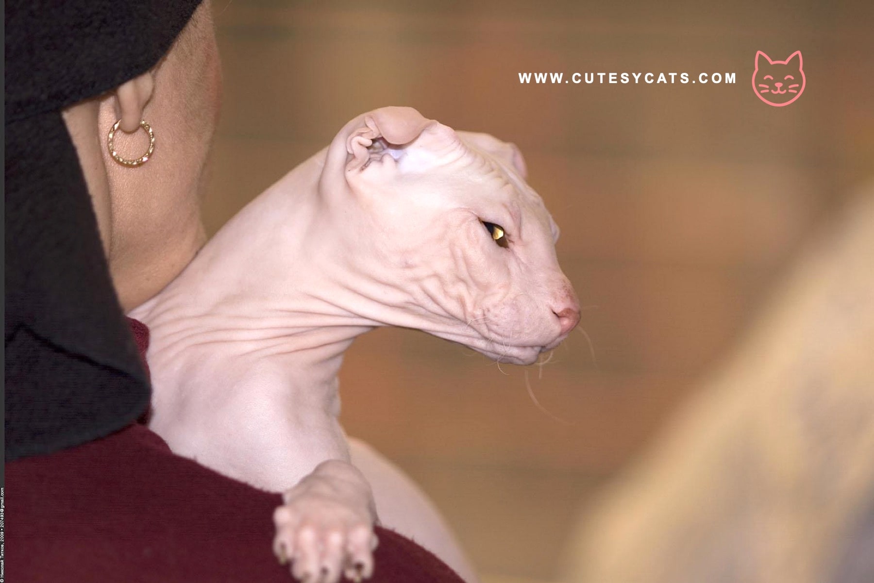 Ukrainian Levkoy Cat: A Curled-Ear Wonder for Cat Lovers