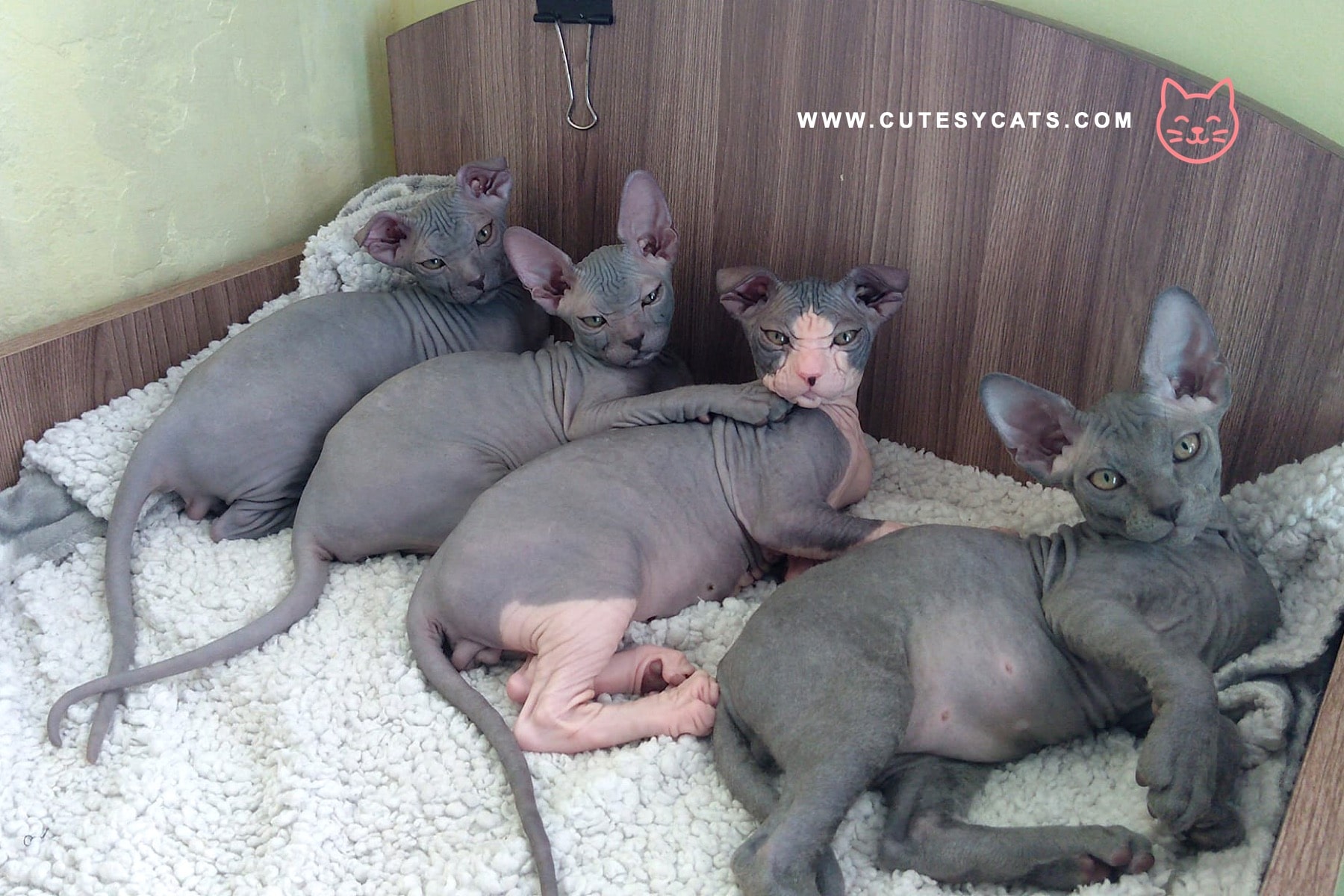 Ukrainian Levkoy Cat: A Curled-Ear Wonder for Cat Lovers