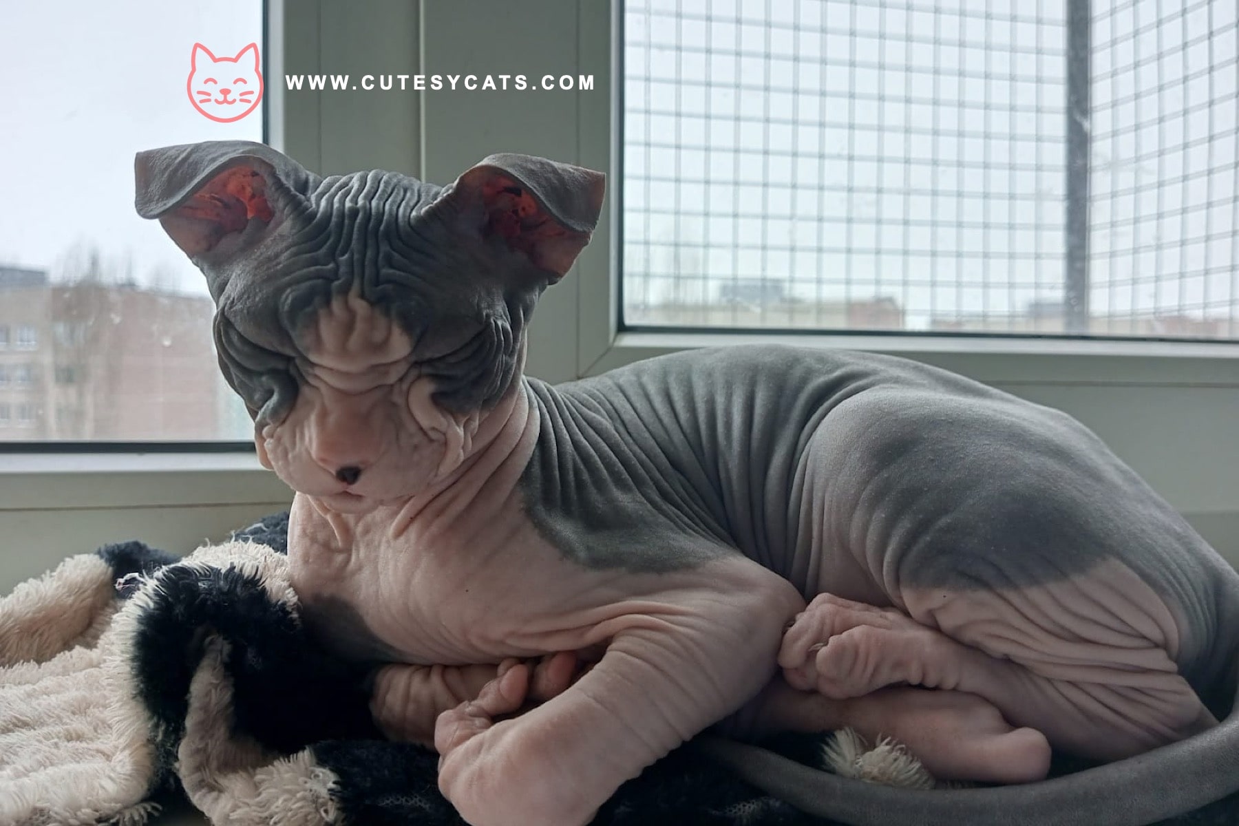 Ukrainian Levkoy Cat: A Curled-Ear Wonder for Cat Lovers