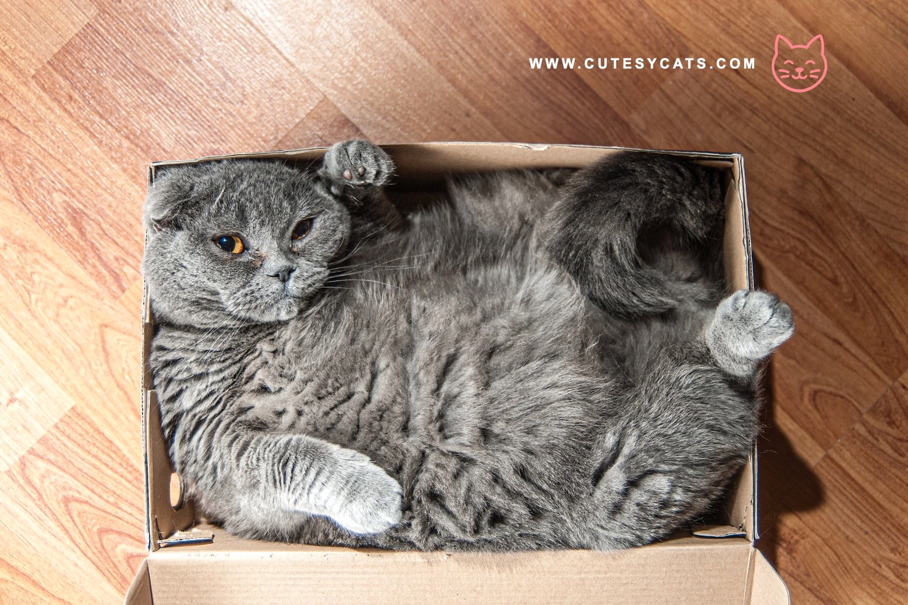 What Makes Cats So Obsessed With Boxes?