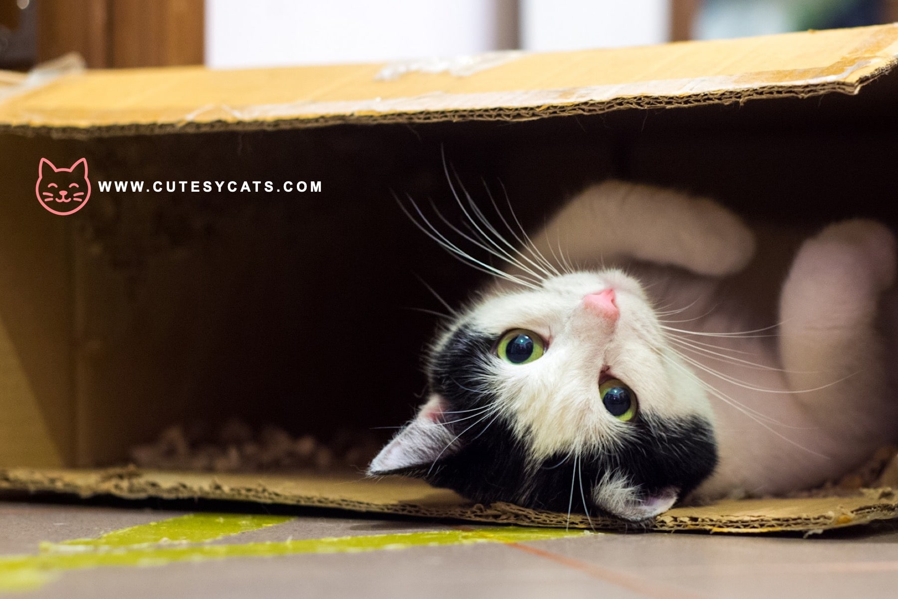 What Makes Cats So Obsessed With Boxes?