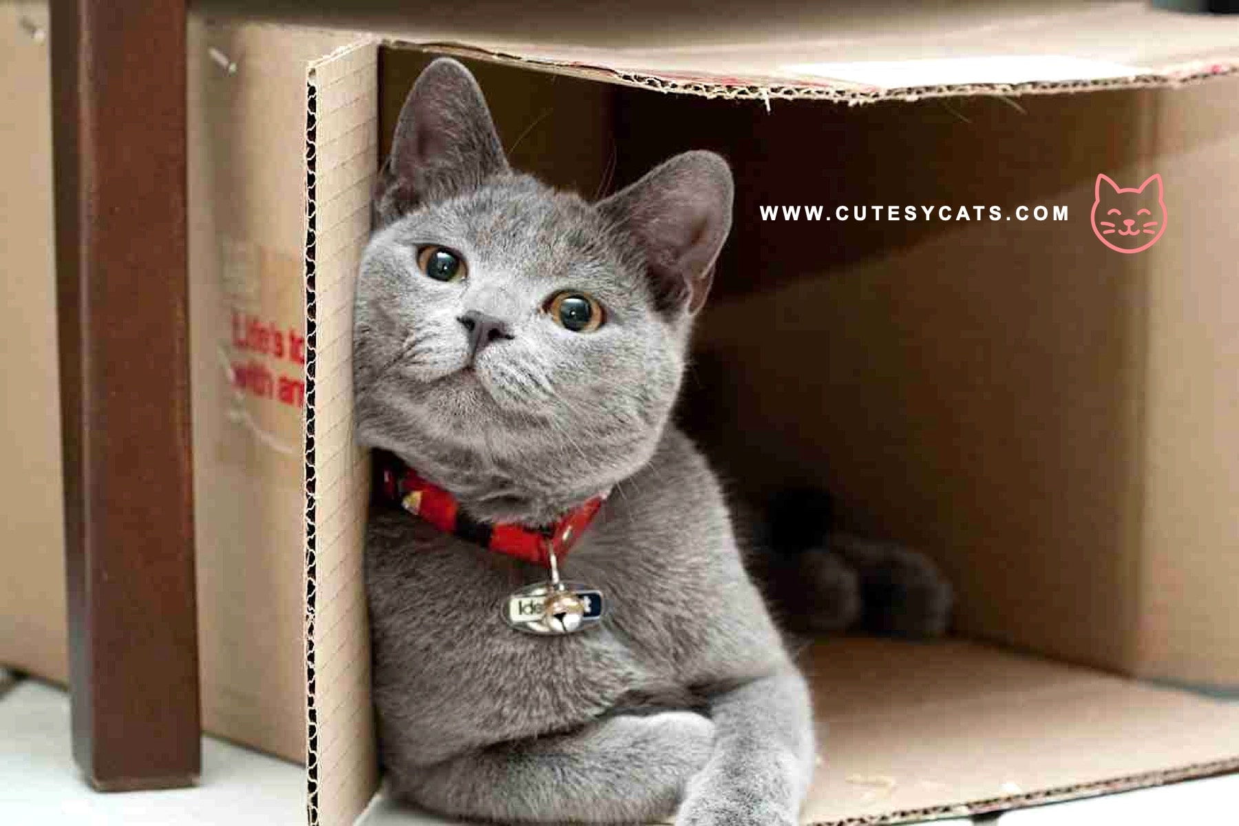 What Makes Cats So Obsessed With Boxes?