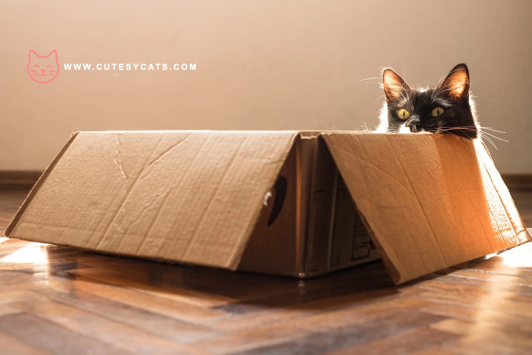 What Makes Cats So Obsessed With Boxes?