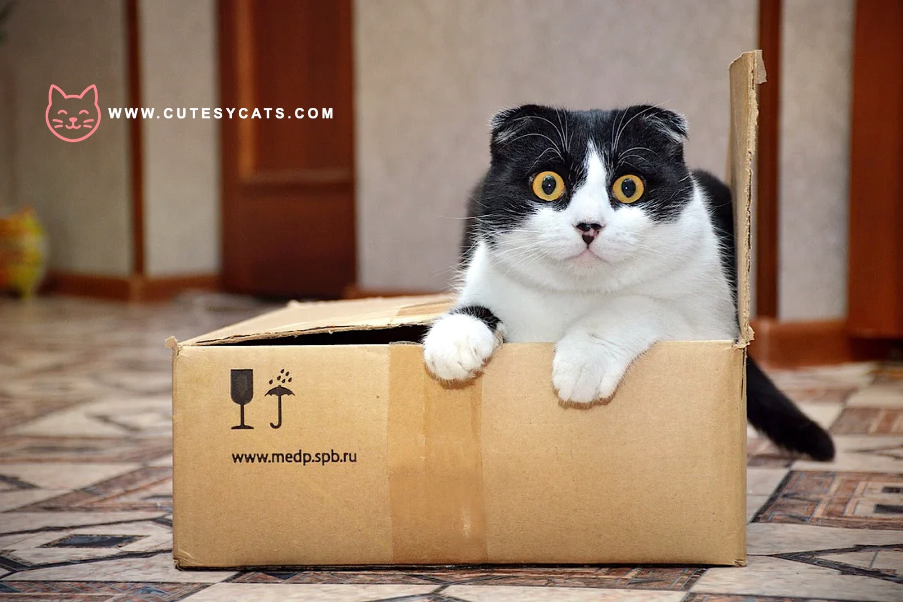 What Makes Cats So Obsessed With Boxes?