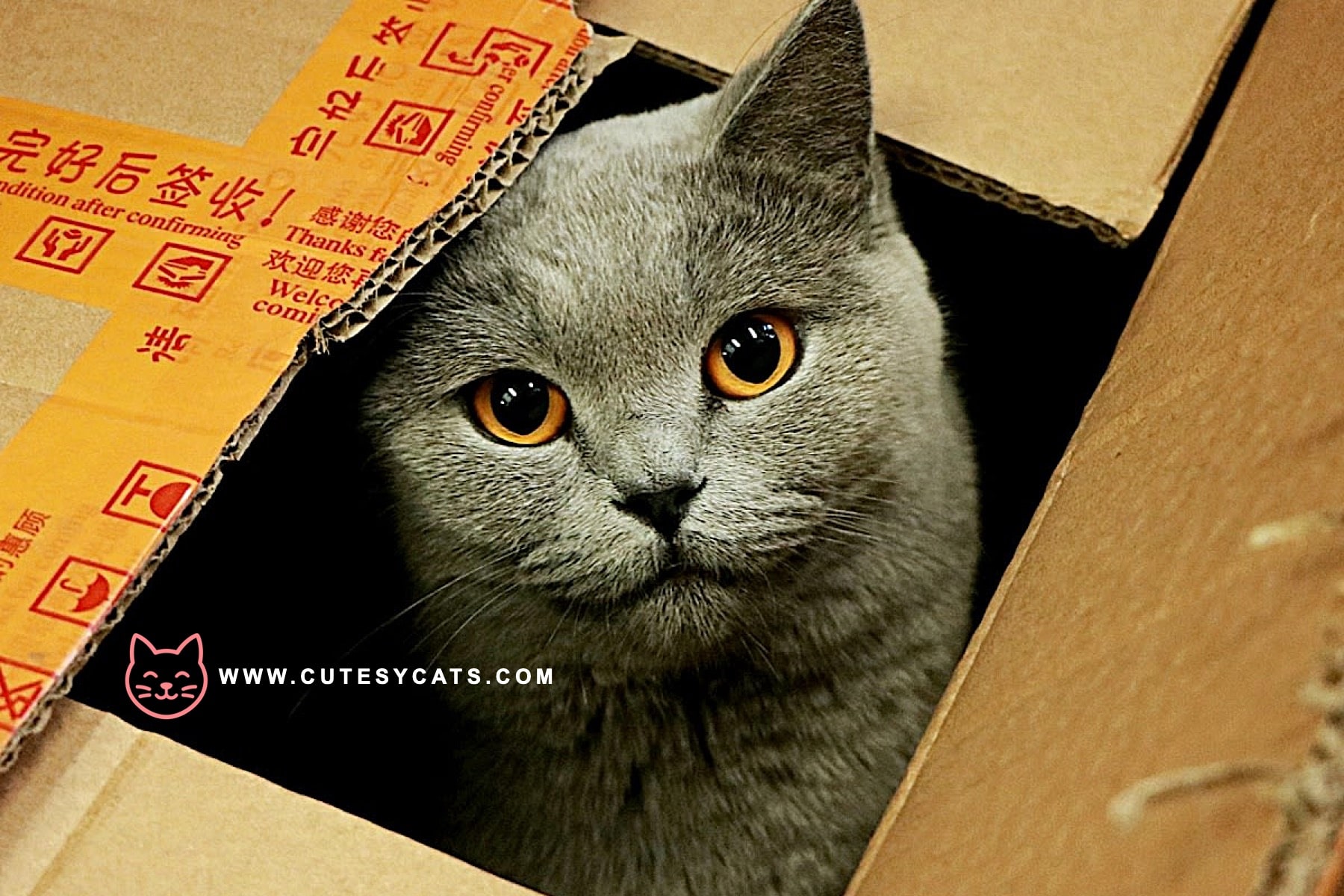 What Makes Cats So Obsessed With Boxes?