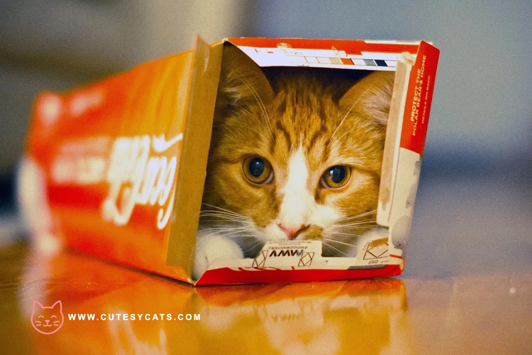 What Makes Cats So Obsessed With Boxes?