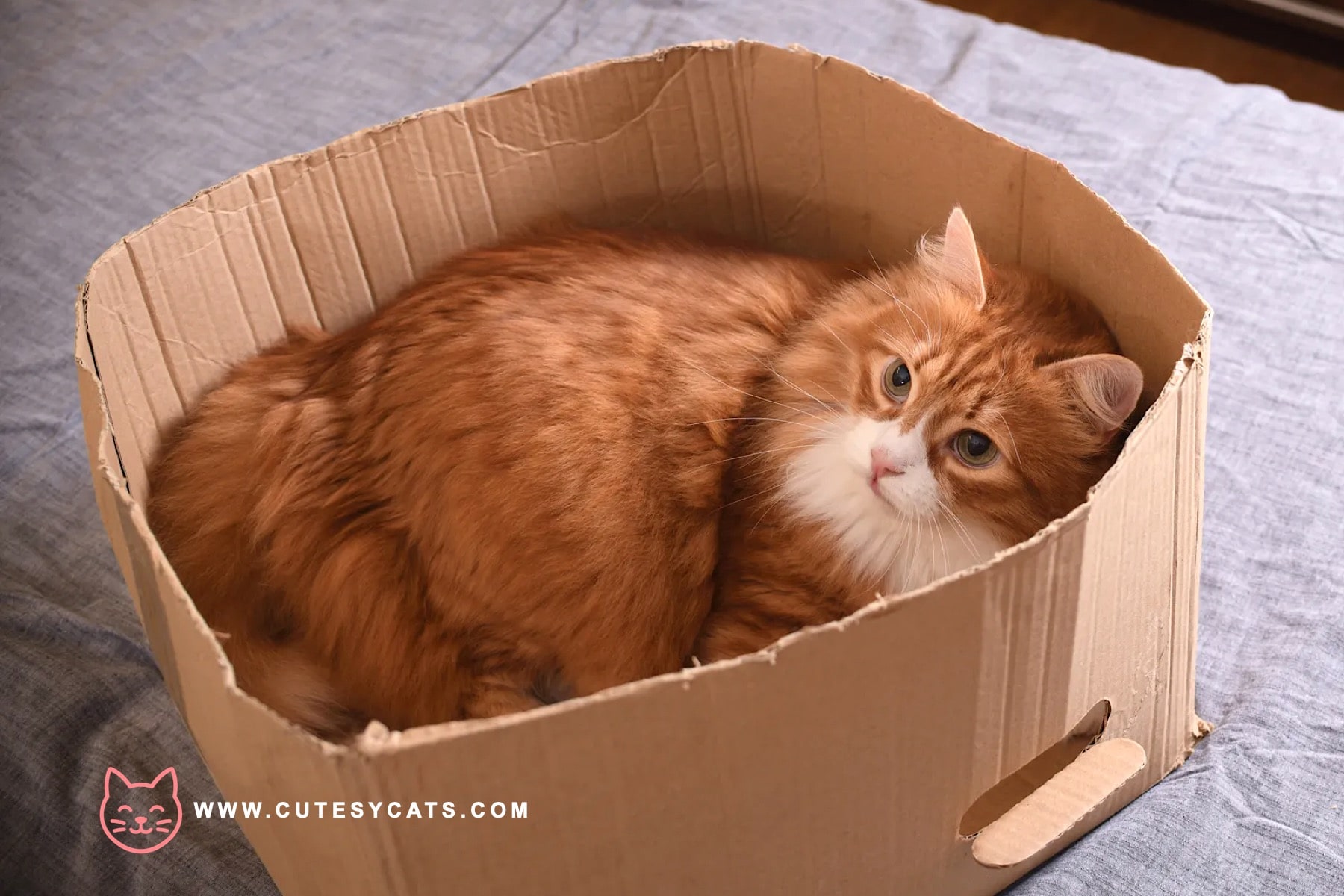 What Makes Cats So Obsessed With Boxes?