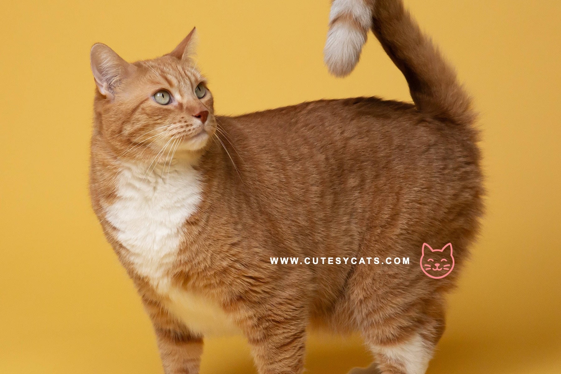 Why Families Fall in Love with the American Ringtail Cat