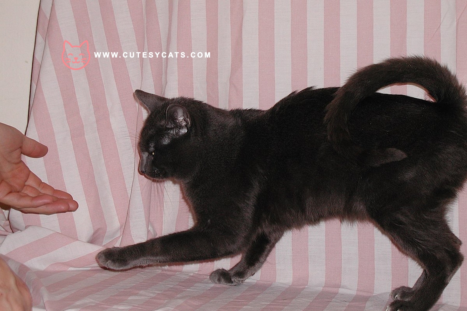 Why Families Fall in Love with the American Ringtail Cat