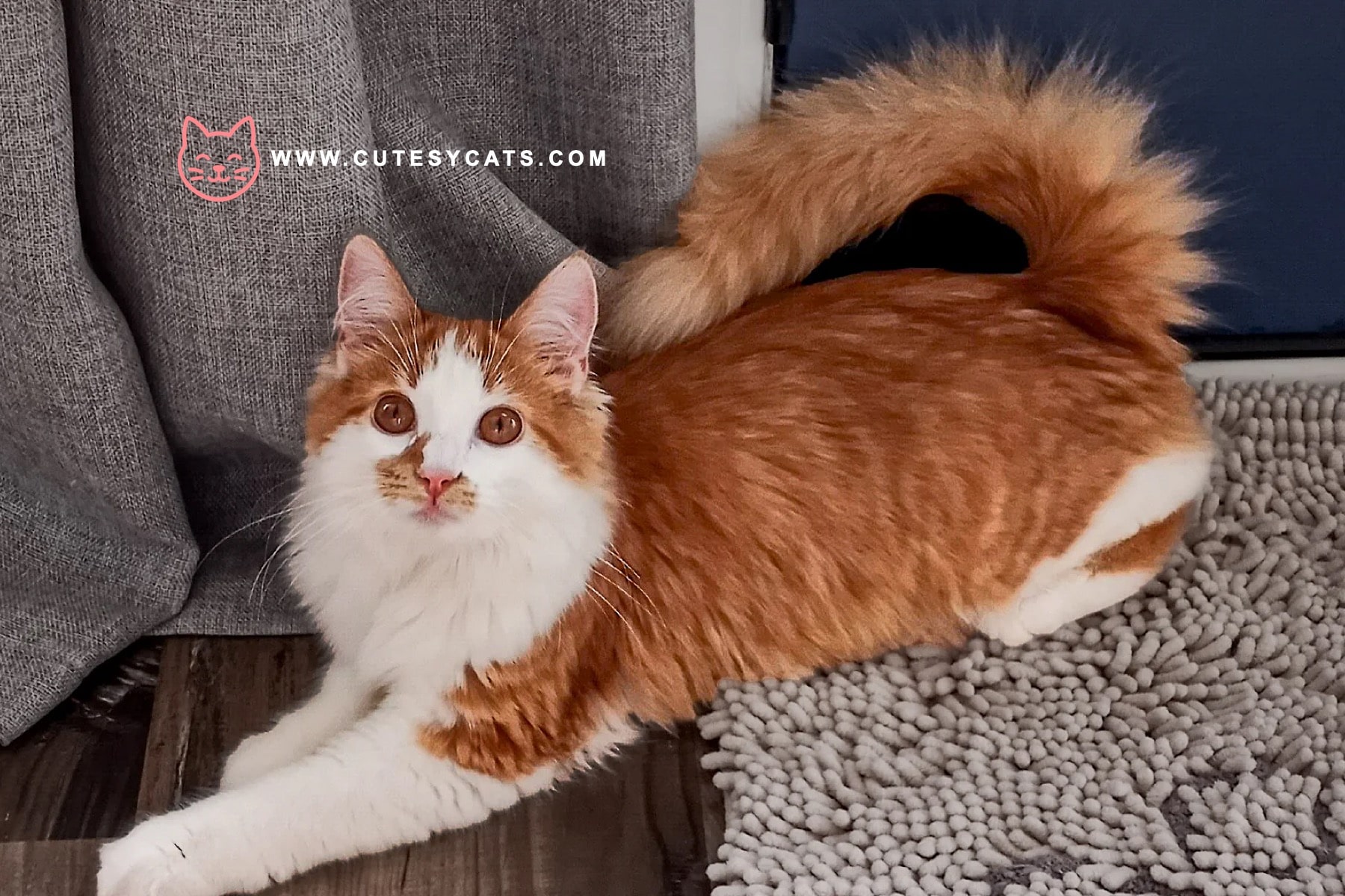 Why Families Fall in Love with the American Ringtail Cat