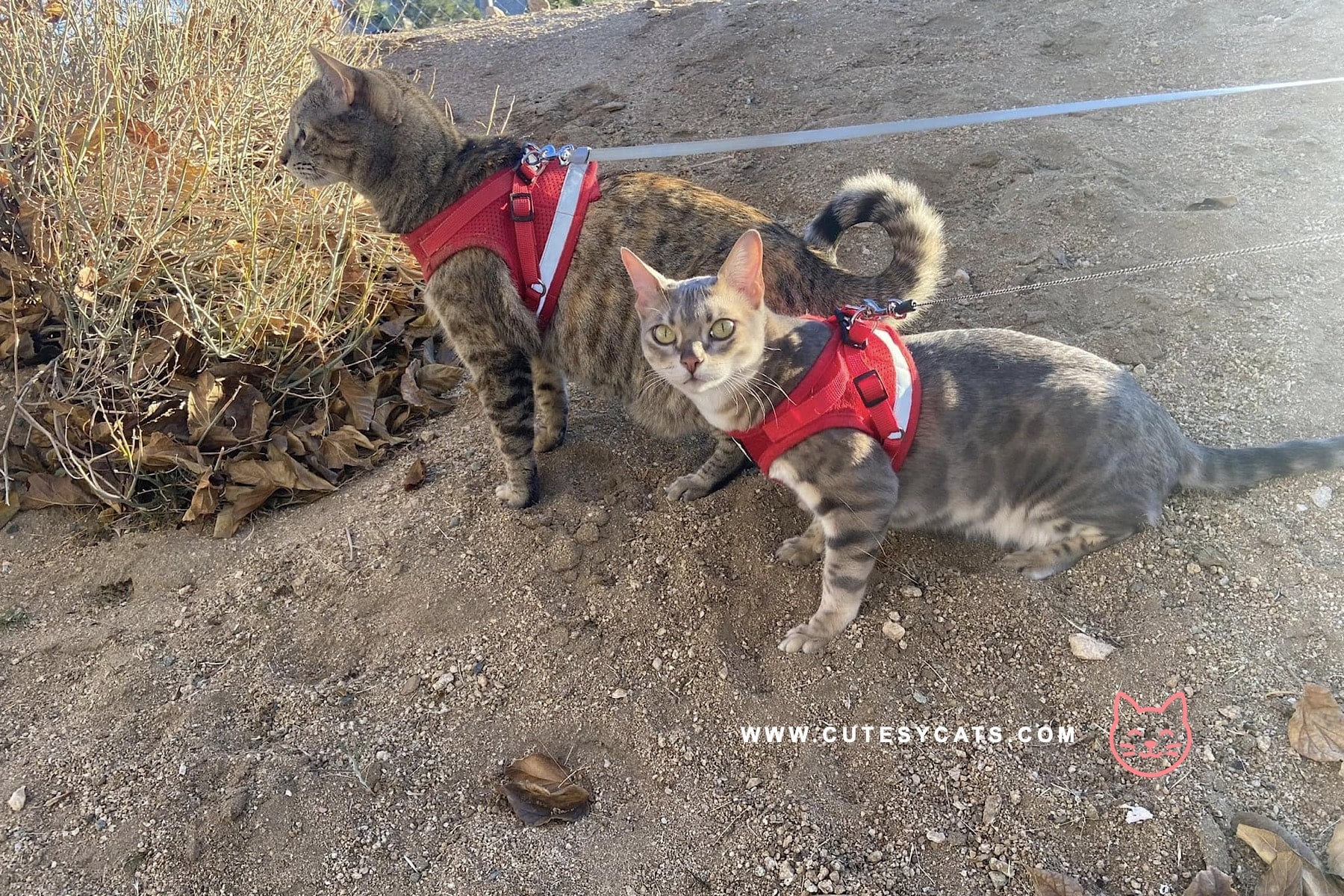 Why Families Fall in Love with the American Ringtail Cat