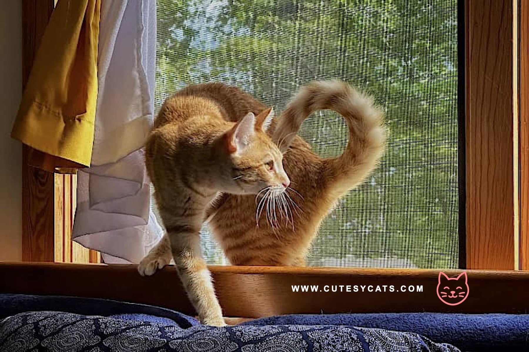 Why Families Fall in Love with the American Ringtail Cat