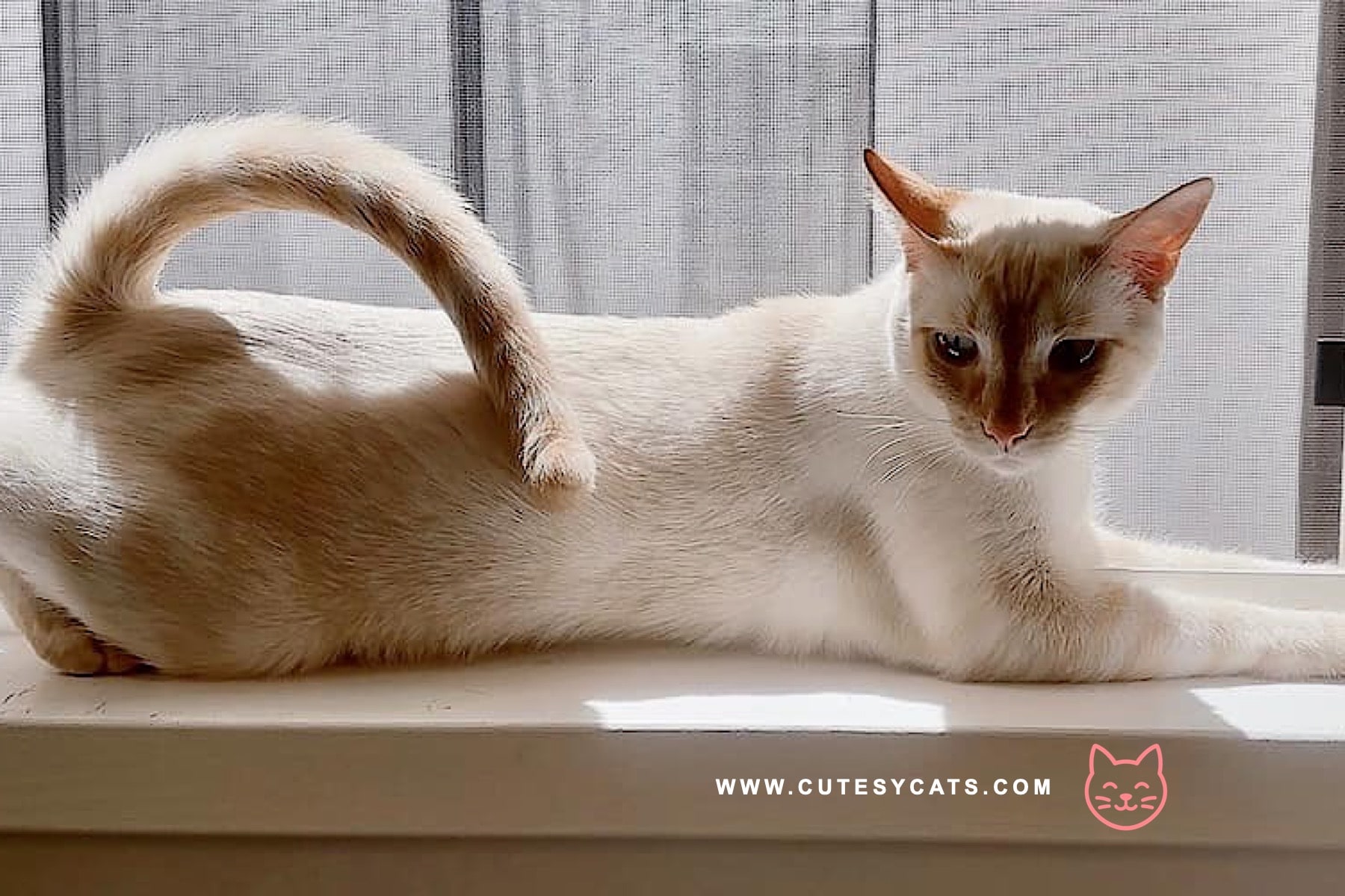 Why Families Fall in Love with the American Ringtail Cat